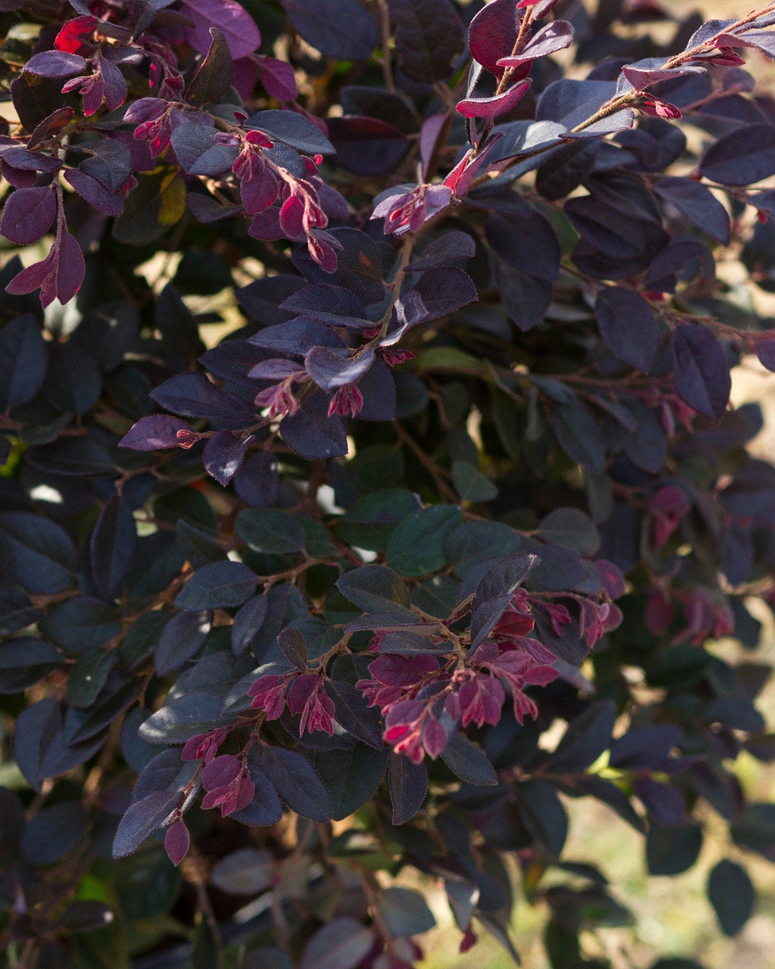 Cerise Charm Loropetalum - view 4