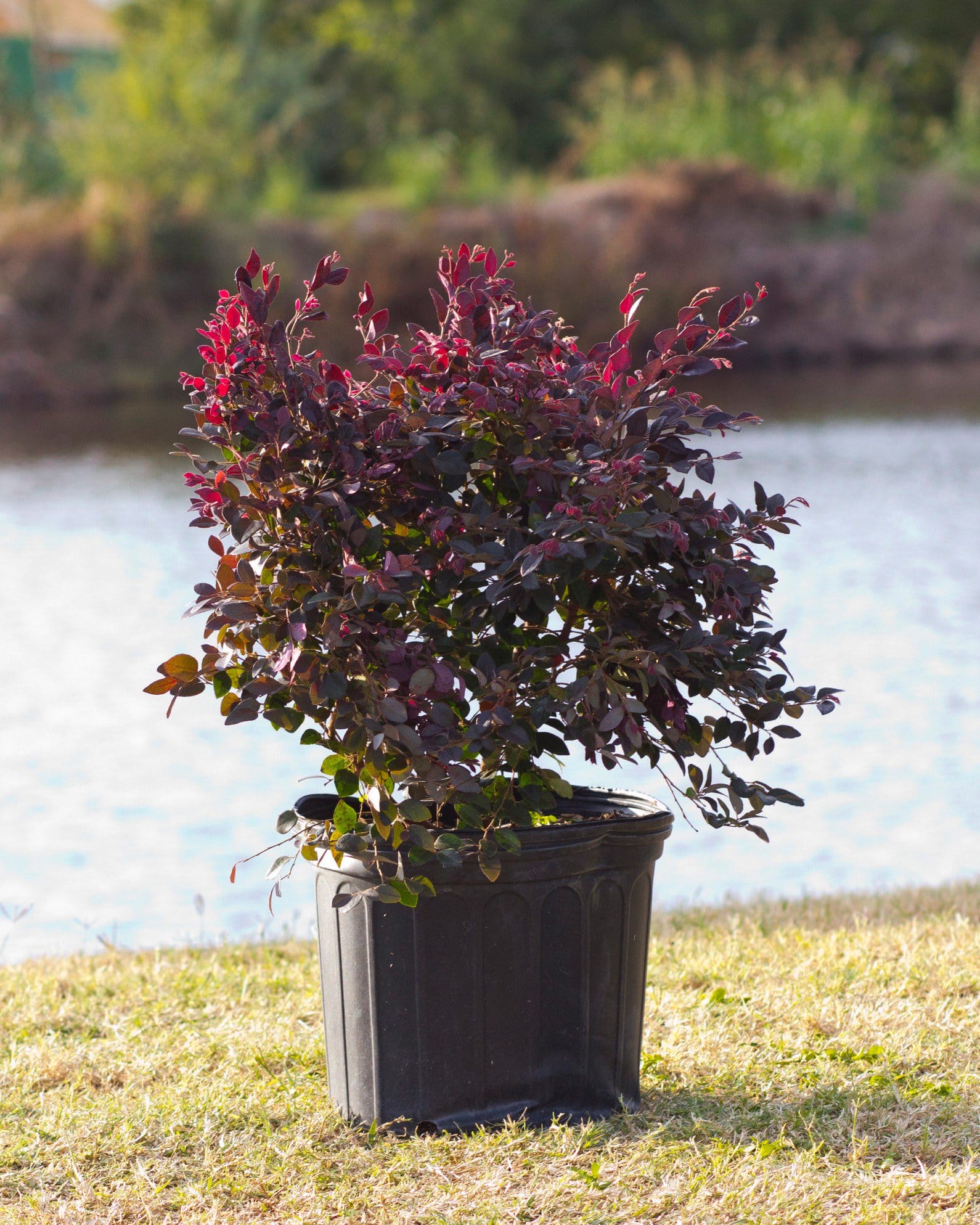 Cerise Charm Loropetalum - view 5