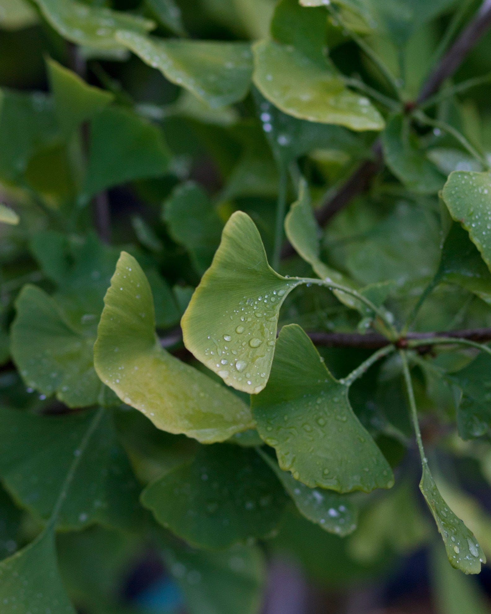 Chi Chi Ginkgo - view 4