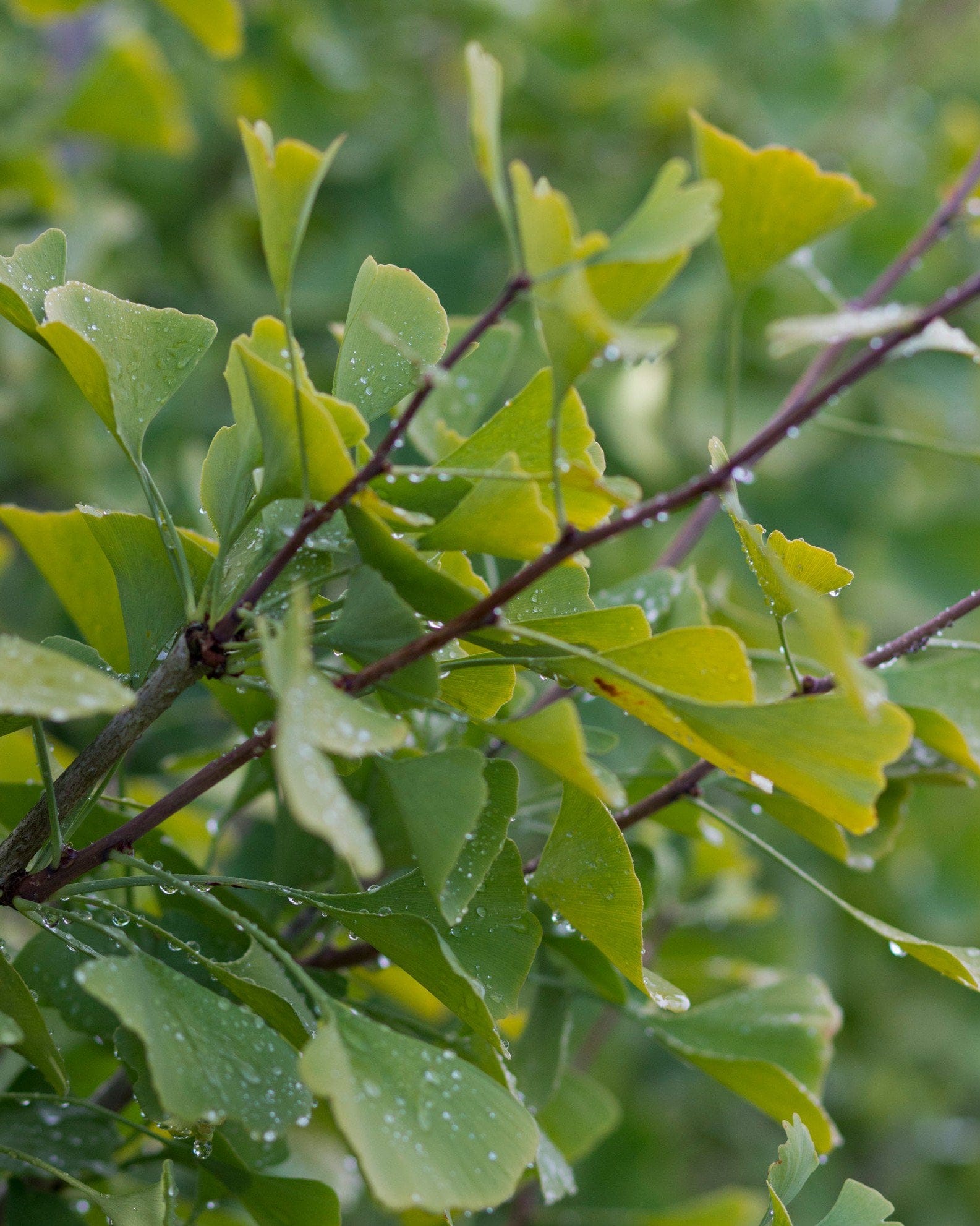 Chi Chi Ginkgo - view 5
