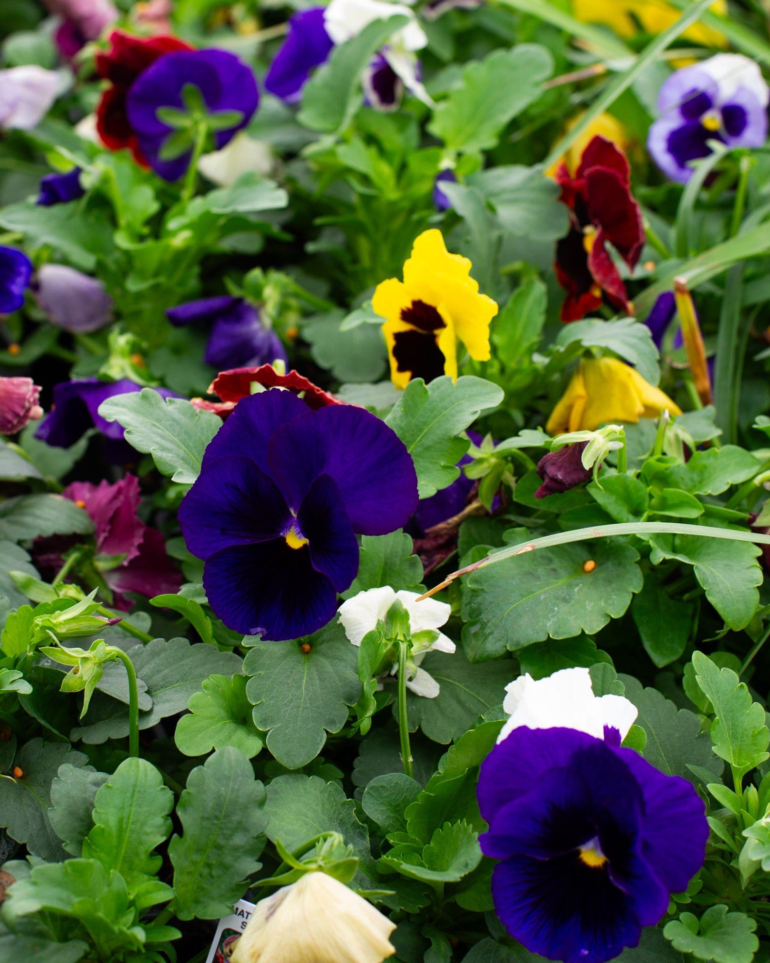 Matrix Blotch Mix Pansy - Main Image