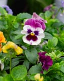 Colormax Mix Viola thumbnail 4