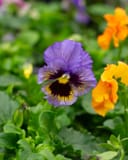 Colormax Mix Viola thumbnail 5