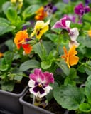 Colormax Mix Viola thumbnail 8