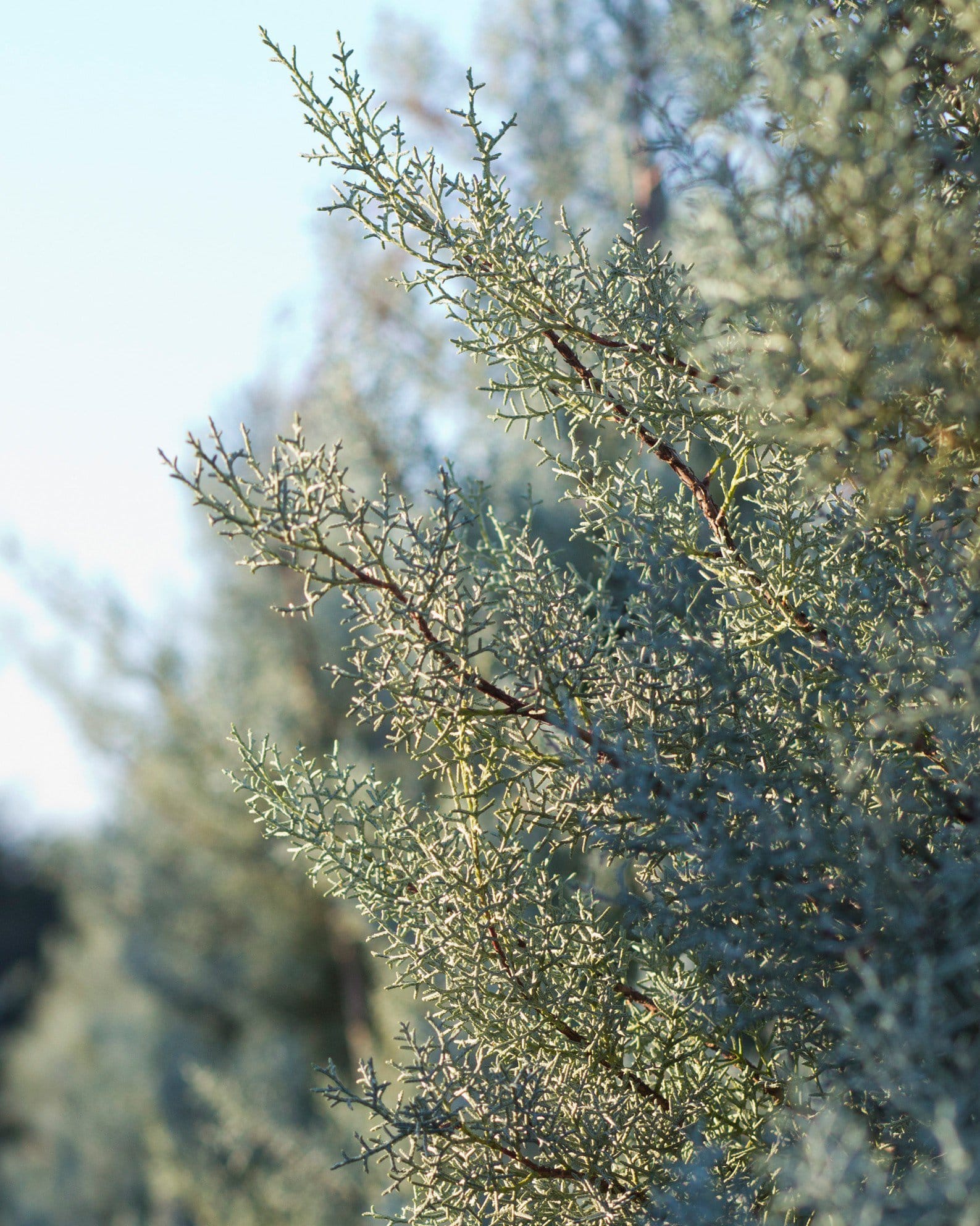Arizona Cypress Blue Ice - view 4