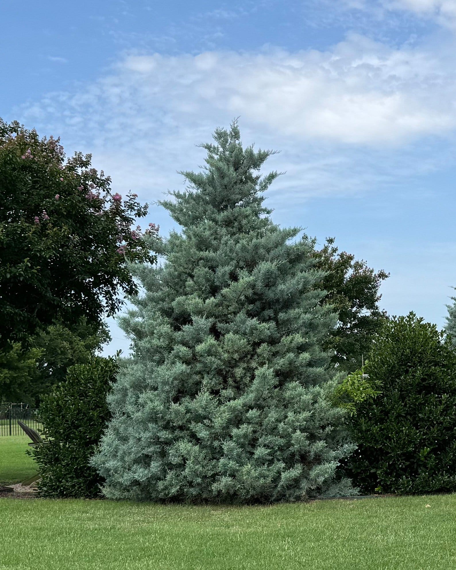 Arizona Cypress Blue Ice - view 5