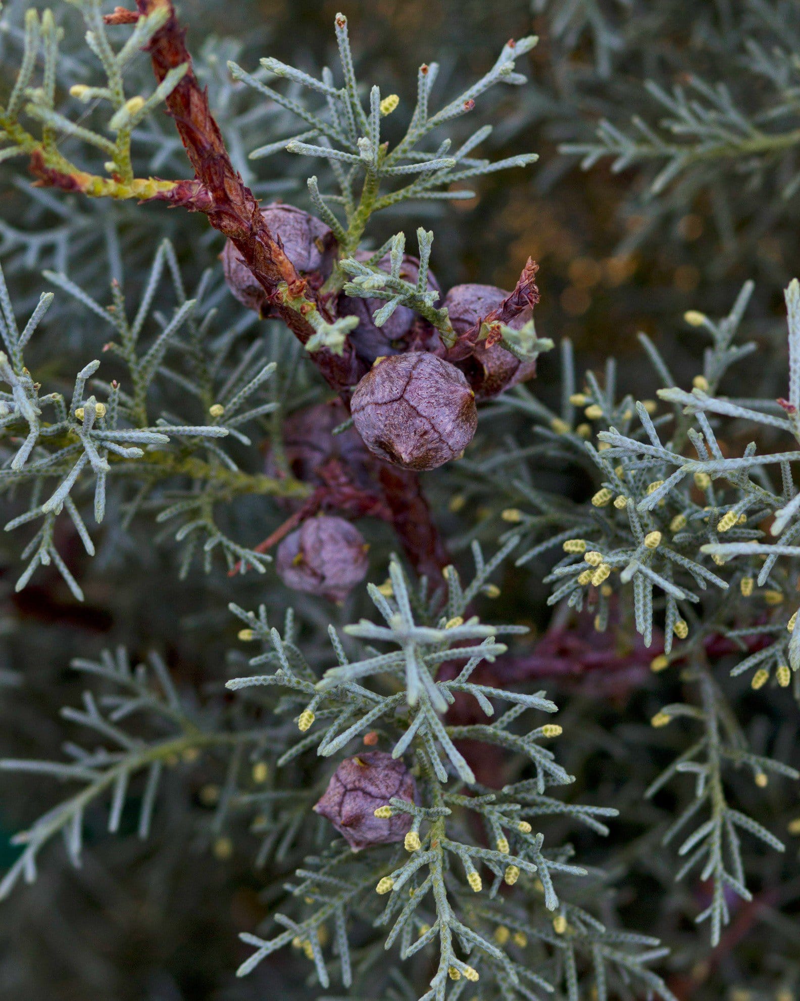 Arizona Cypress Carolina Sapphire - view 3