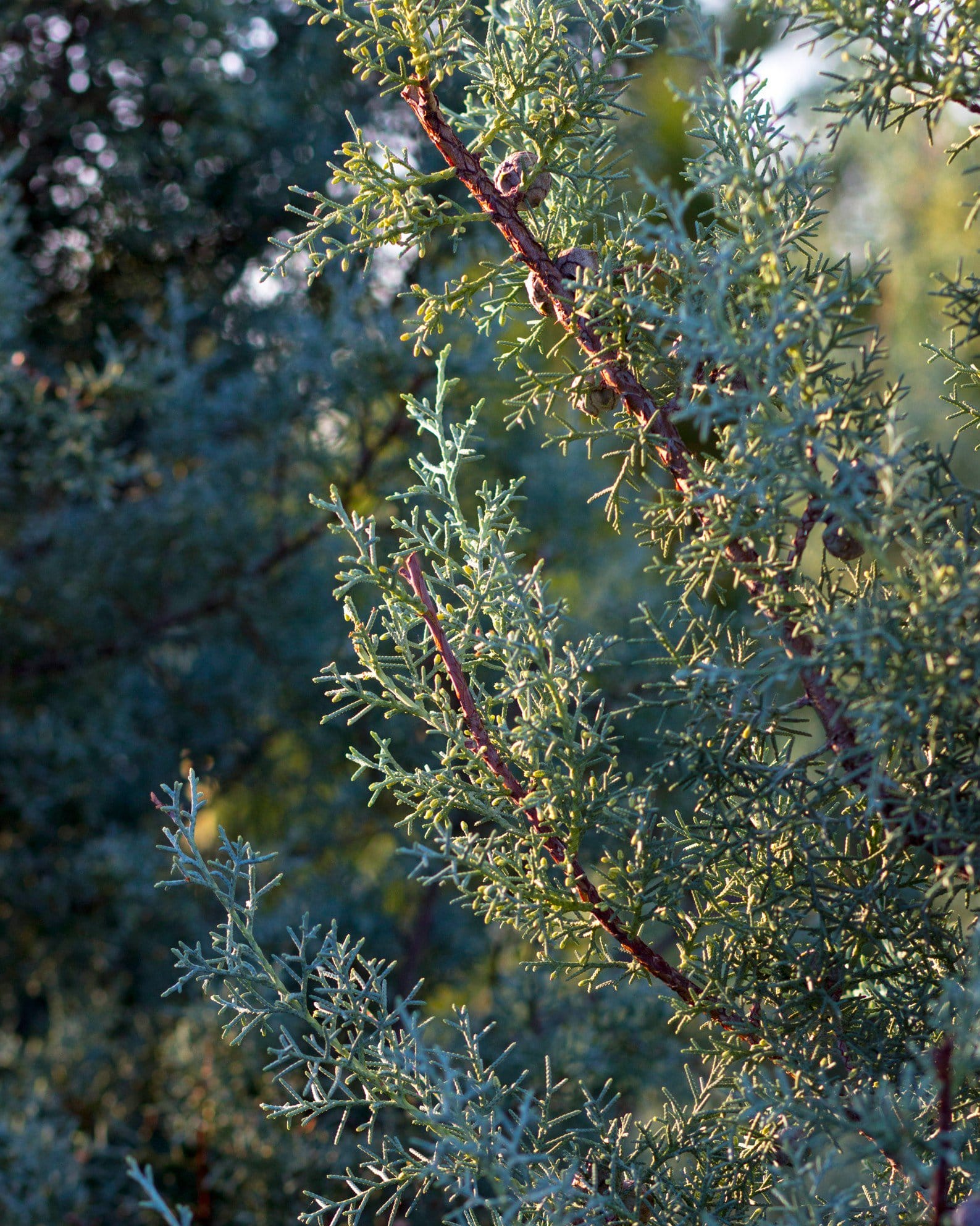 Arizona Cypress Carolina Sapphire - view 4