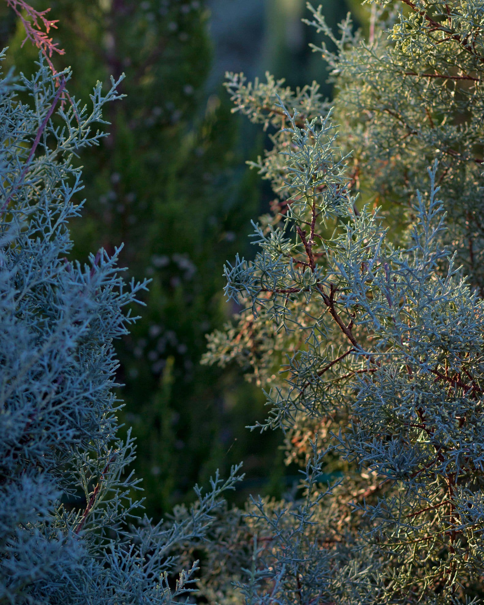 Arizona Cypress Carolina Sapphire - view 5