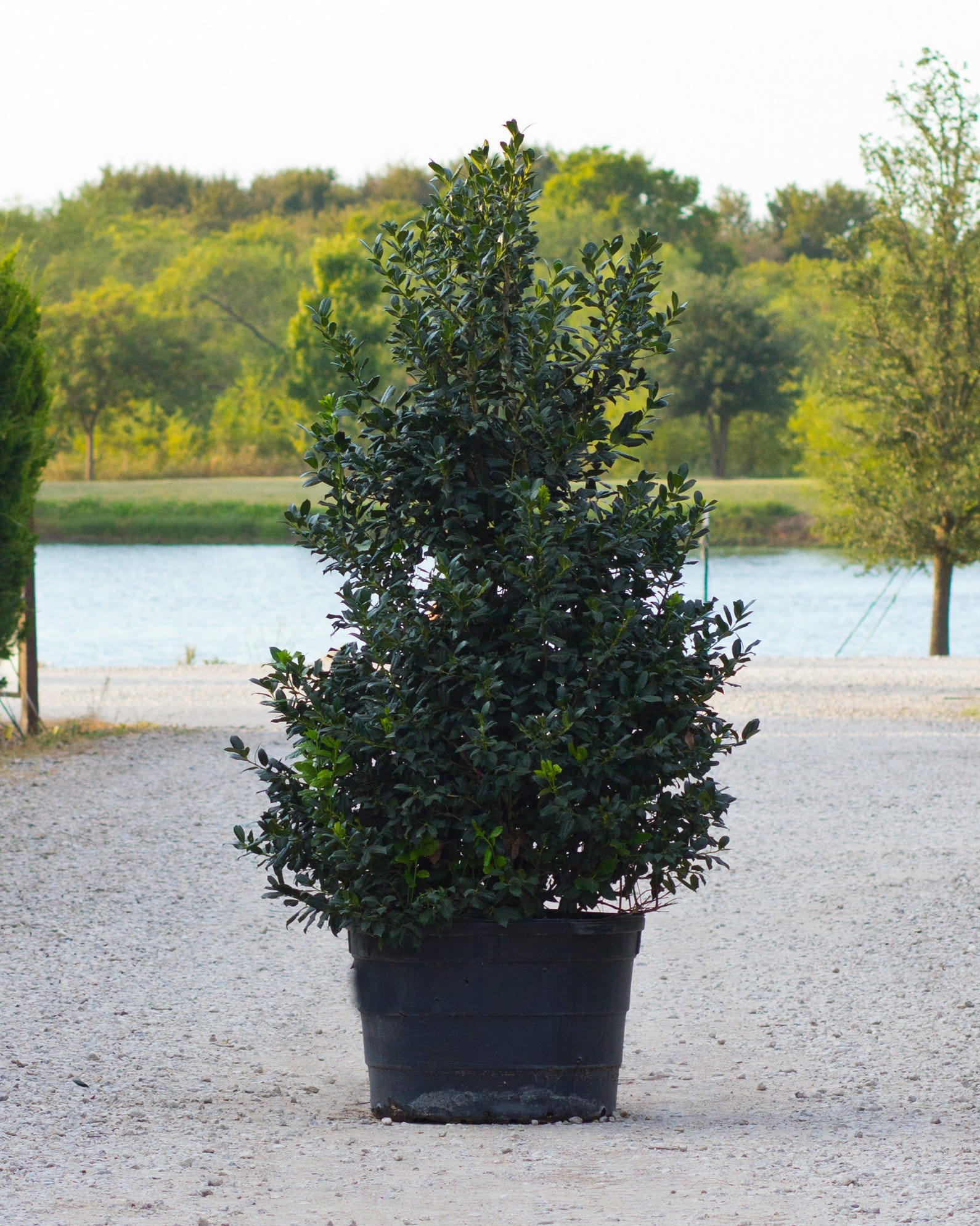 Christmas Jewel Holly