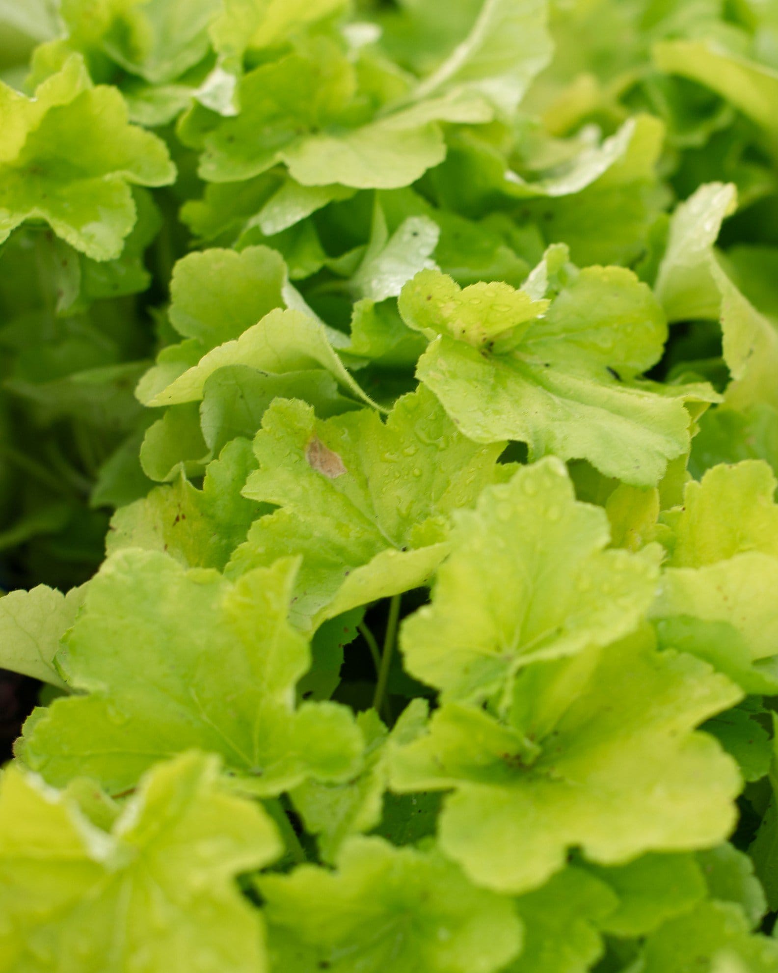 Citronelle Heuchera - Main Image