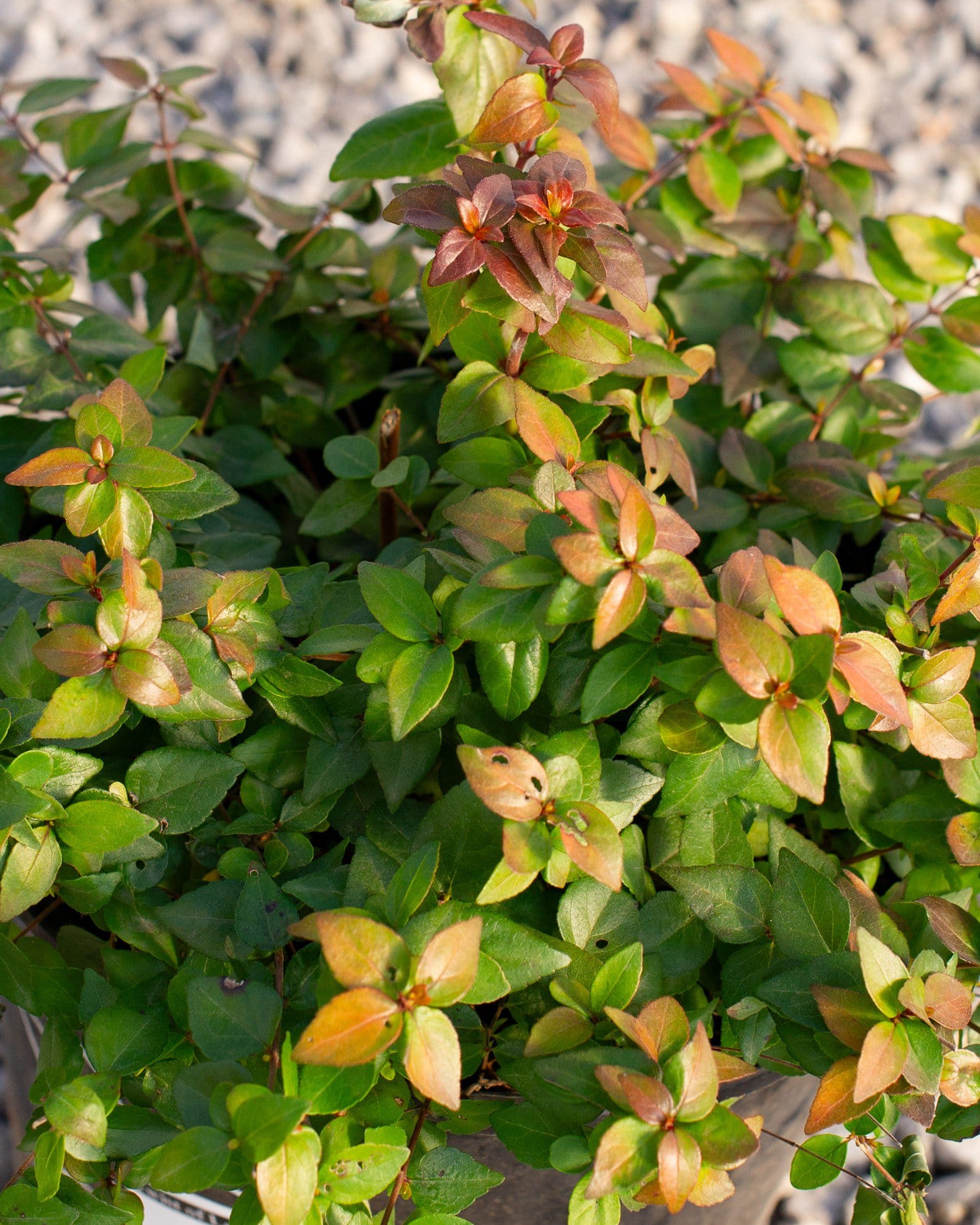 Twist of Lemon Abelia