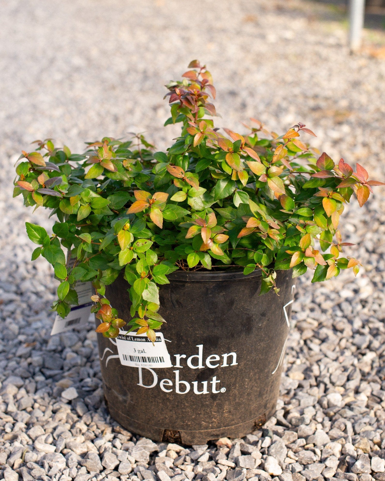 Twist of Lemon Abelia - view 2