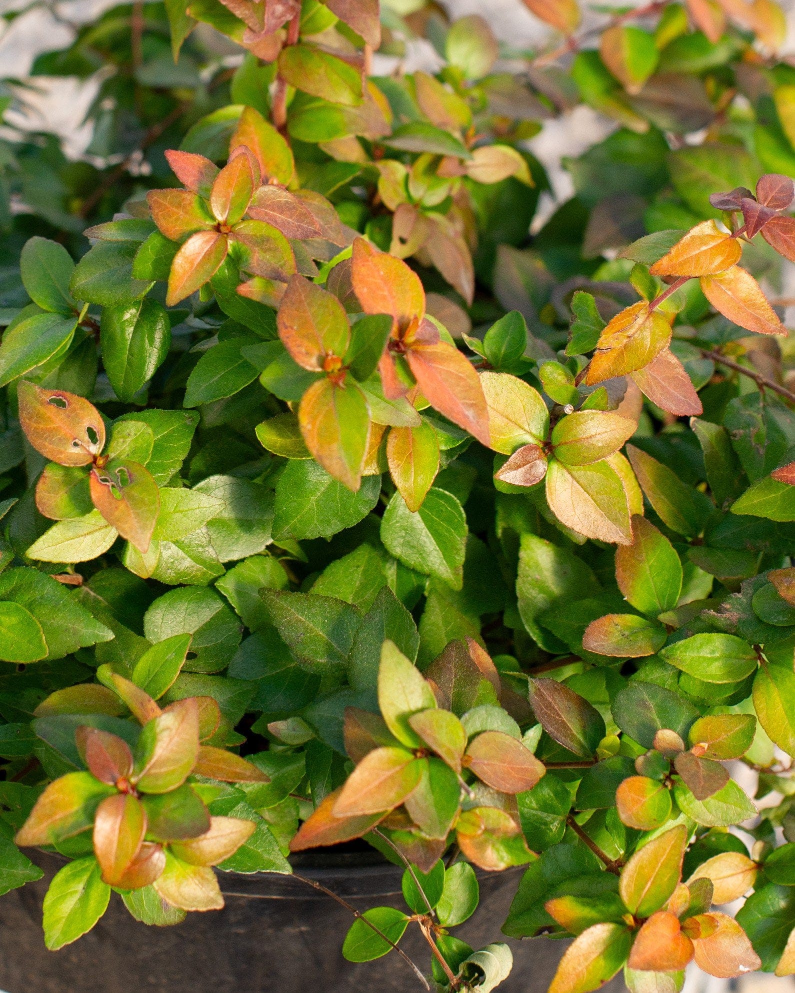 Twist of Lemon Abelia - view 3