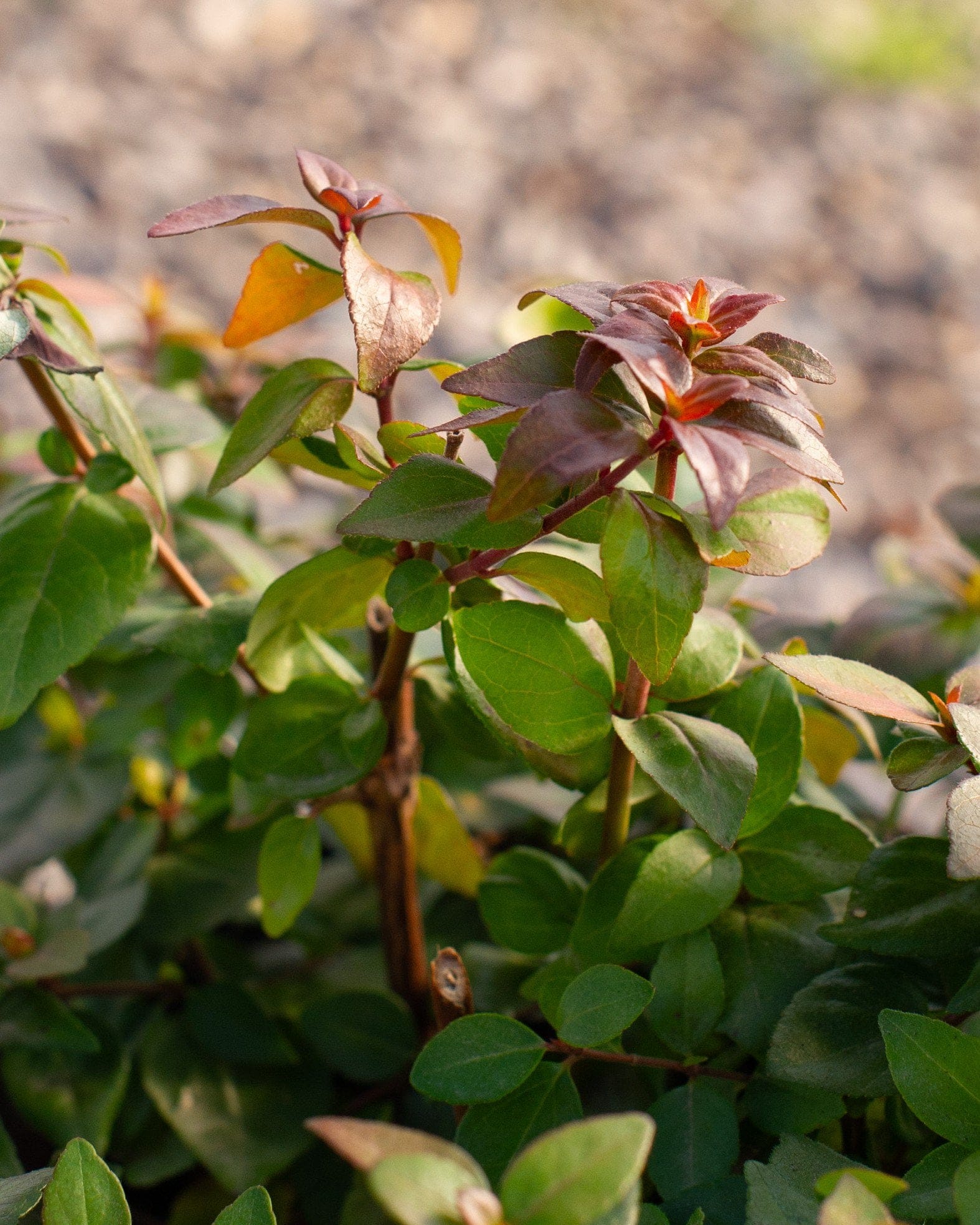 Twist of Lemon Abelia - view 4
