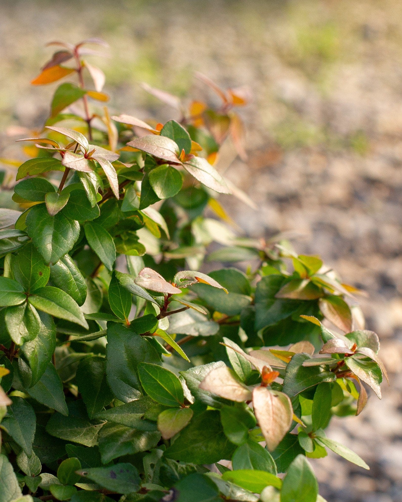 Twist of Lemon Abelia - view 5