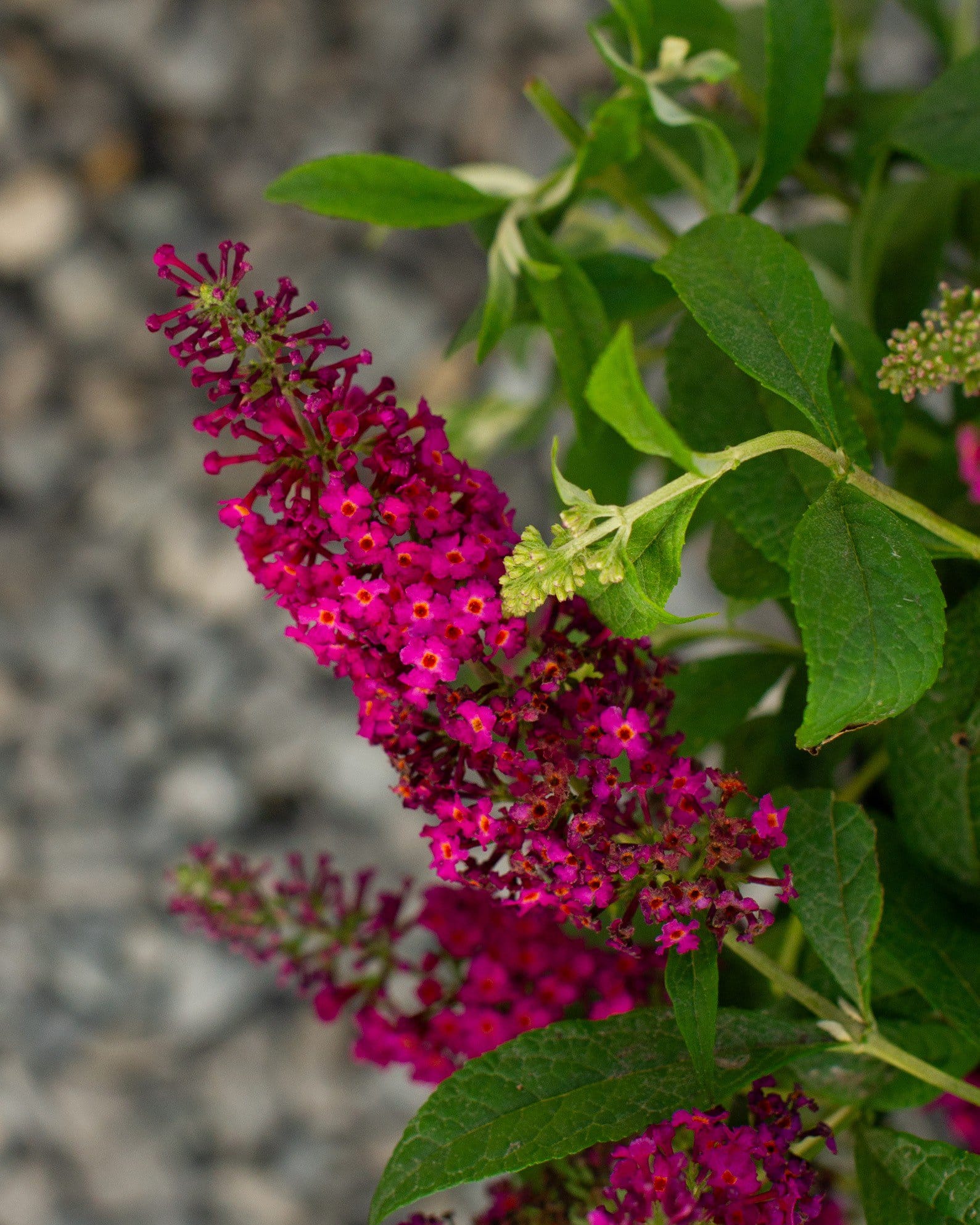 CranRazz Butterfly Bush - view 3