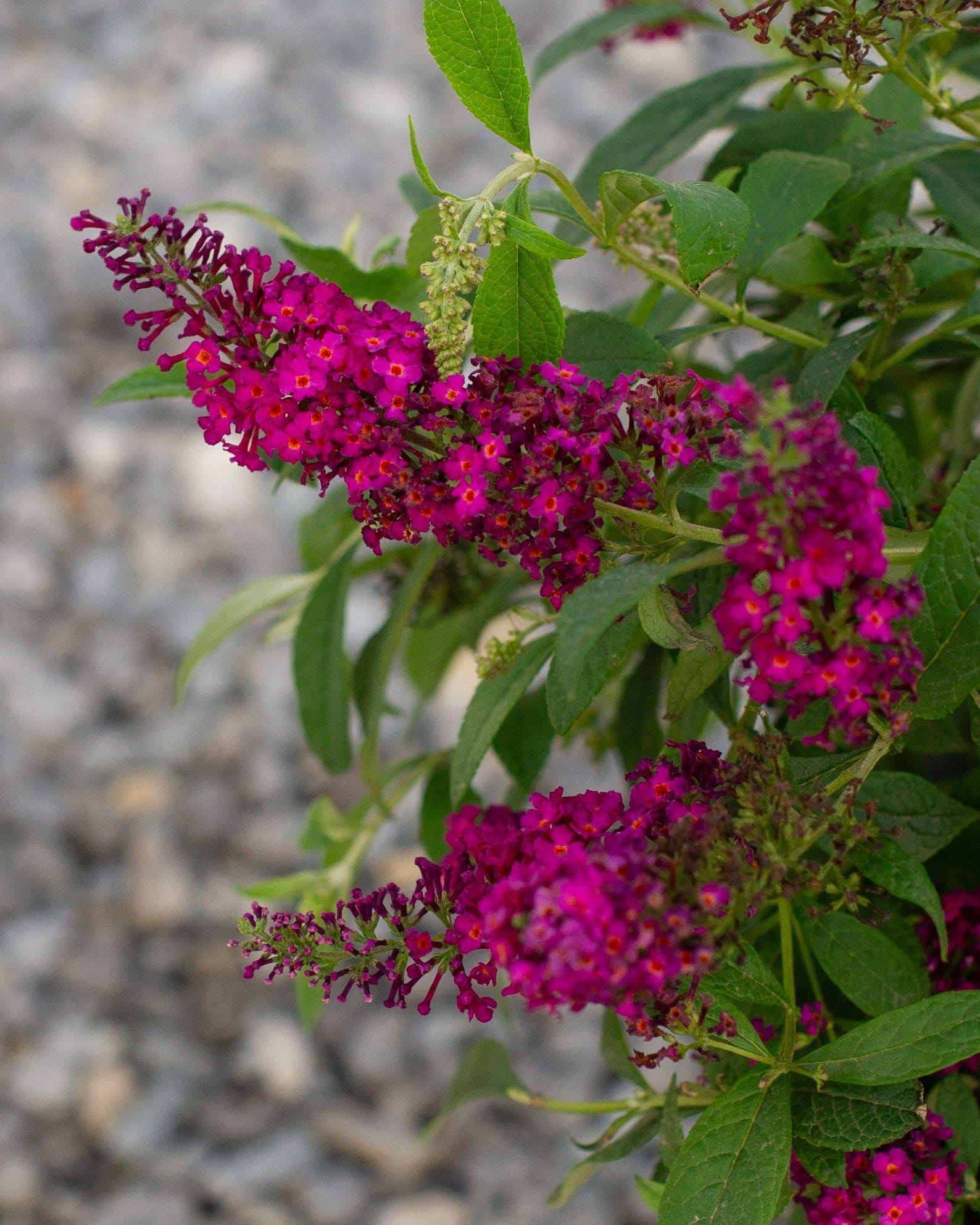 CranRazz Butterfly Bush - view 5