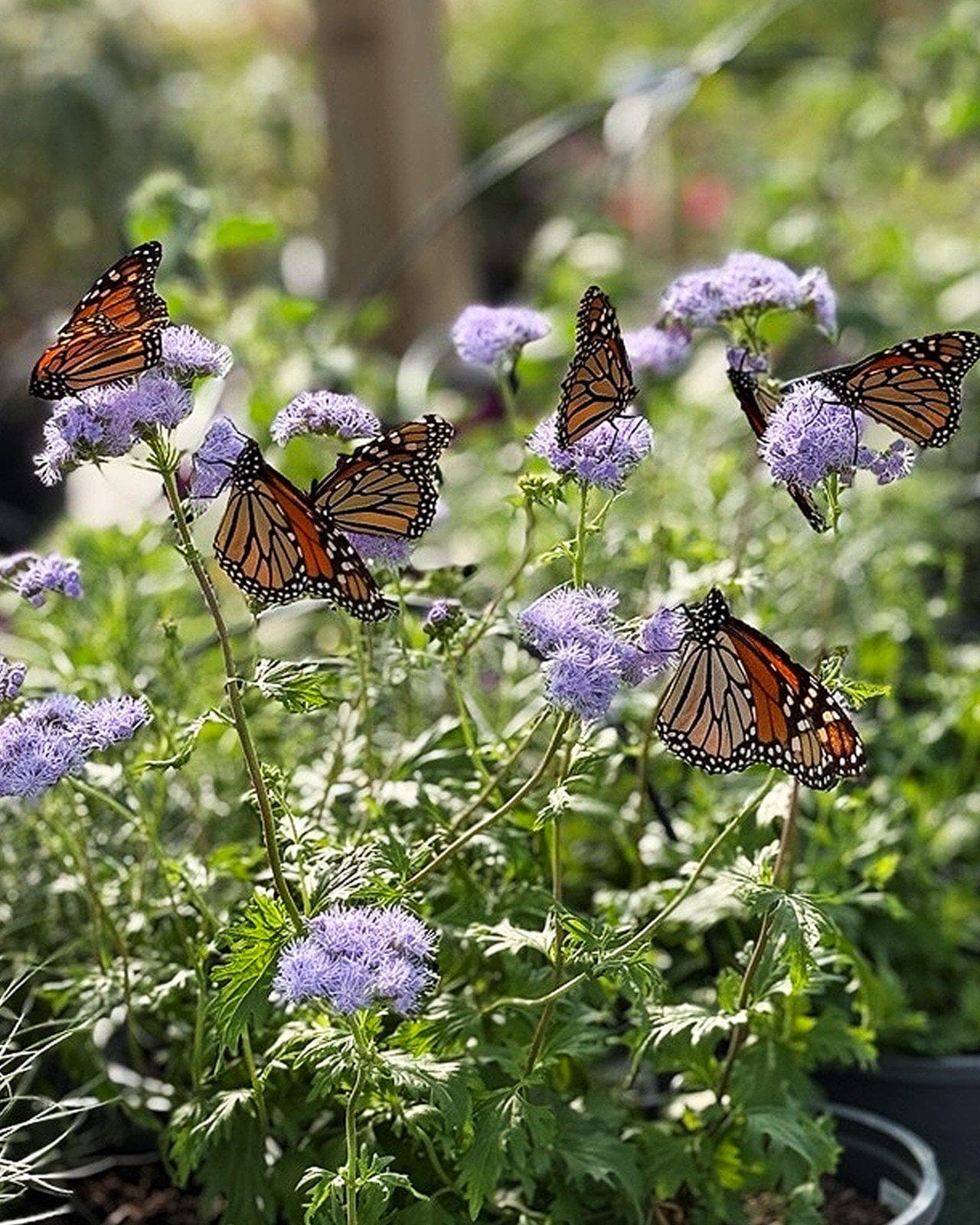 Gregg's Mistflower