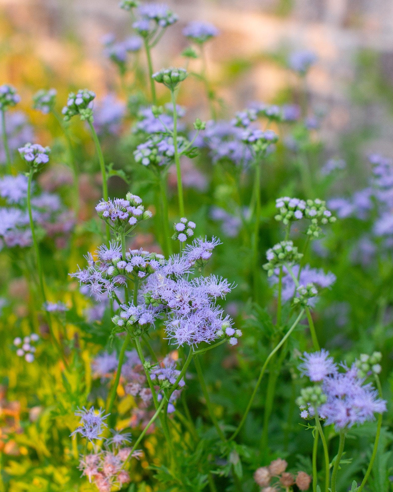 Gregg's Mistflower - view 2
