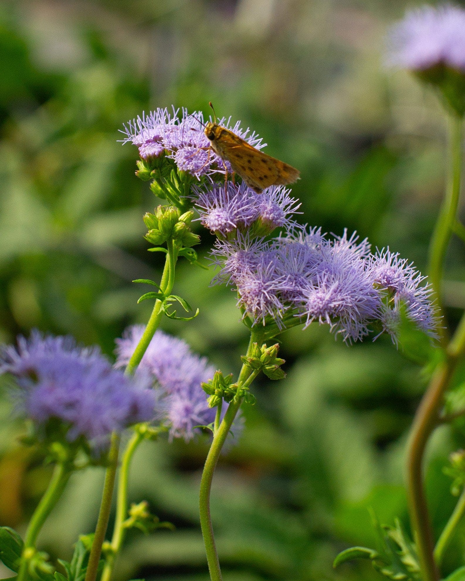 Gregg's Mistflower - view 3