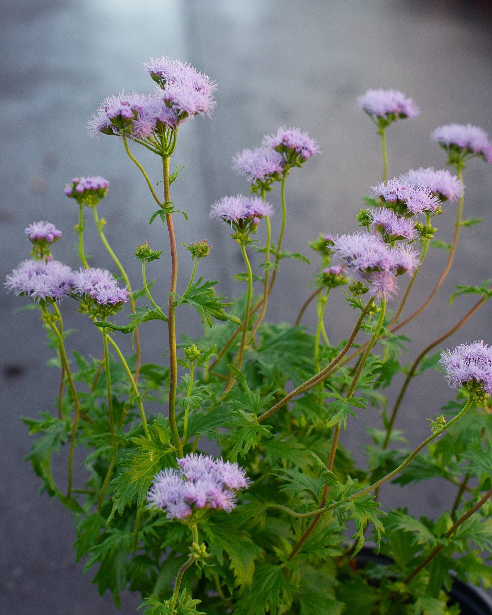 Gregg's Mistflower - view 4