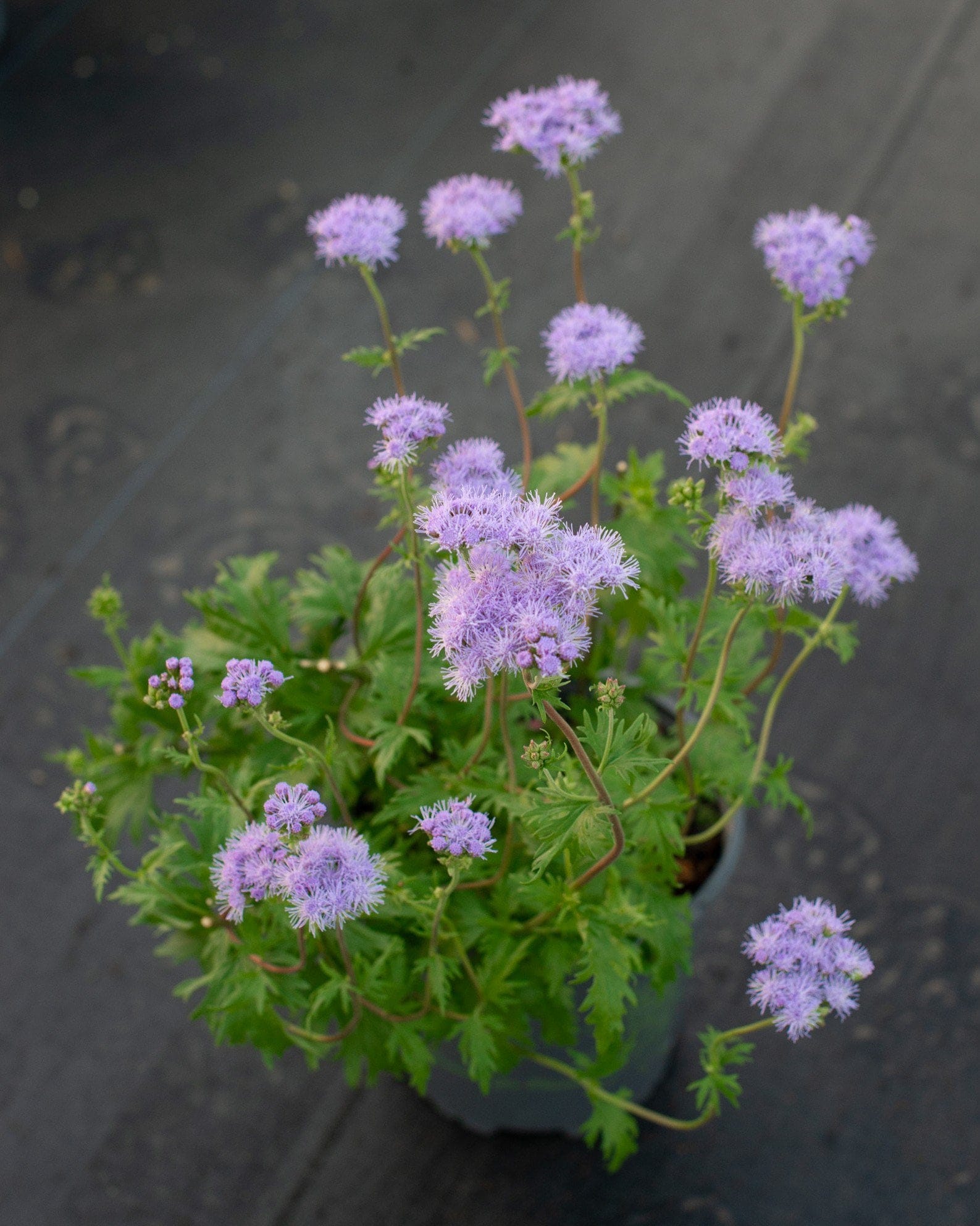 Gregg's Mistflower - view 5