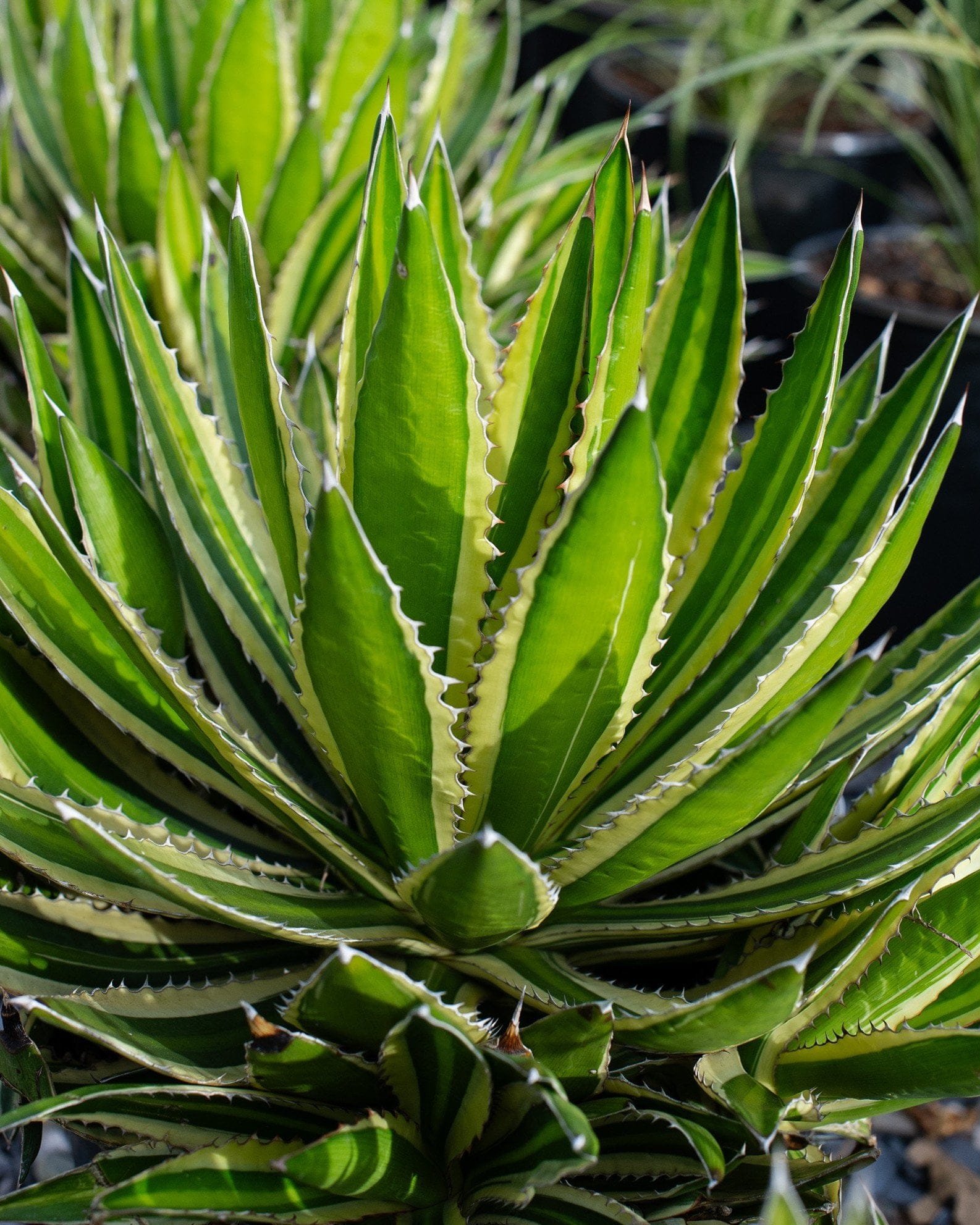 Quadricolor Agave - view 5
