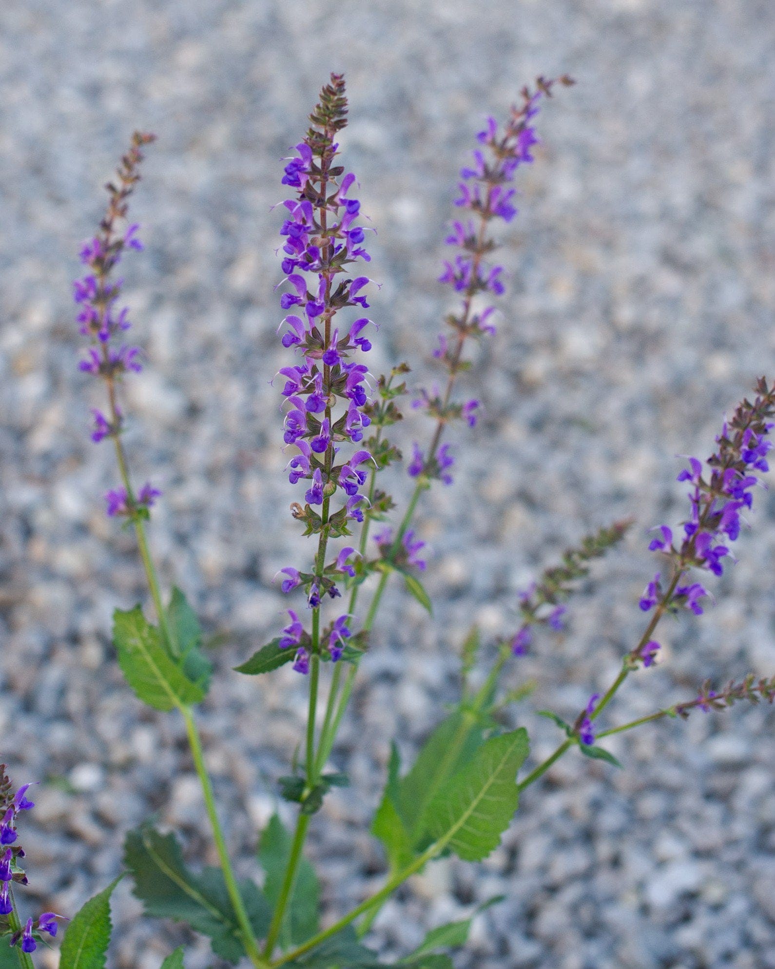 Blue By You Salvia - view 4