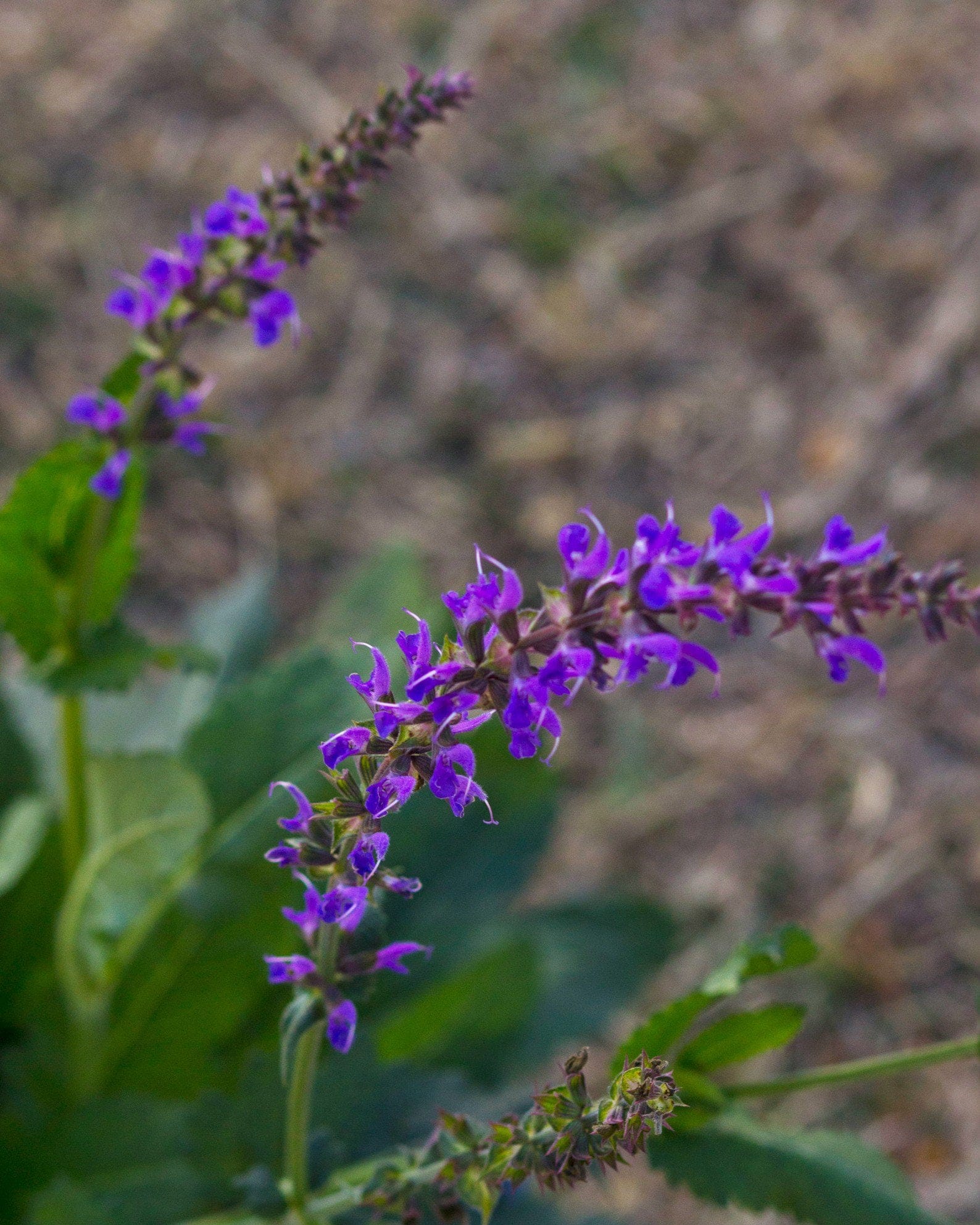 Blue By You Salvia - view 5