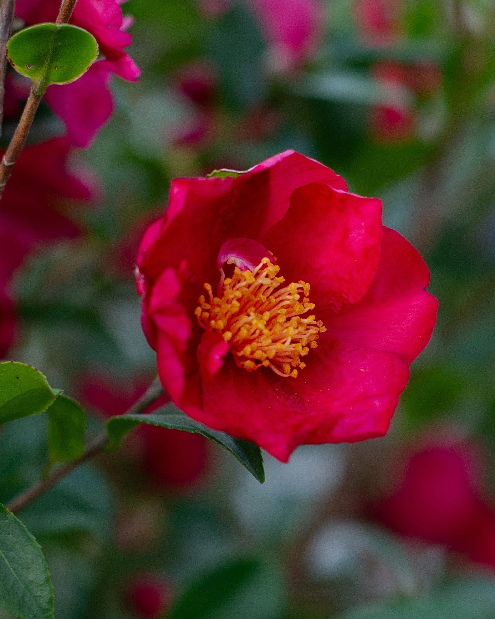 Yuletide Candle Camellia - view 4