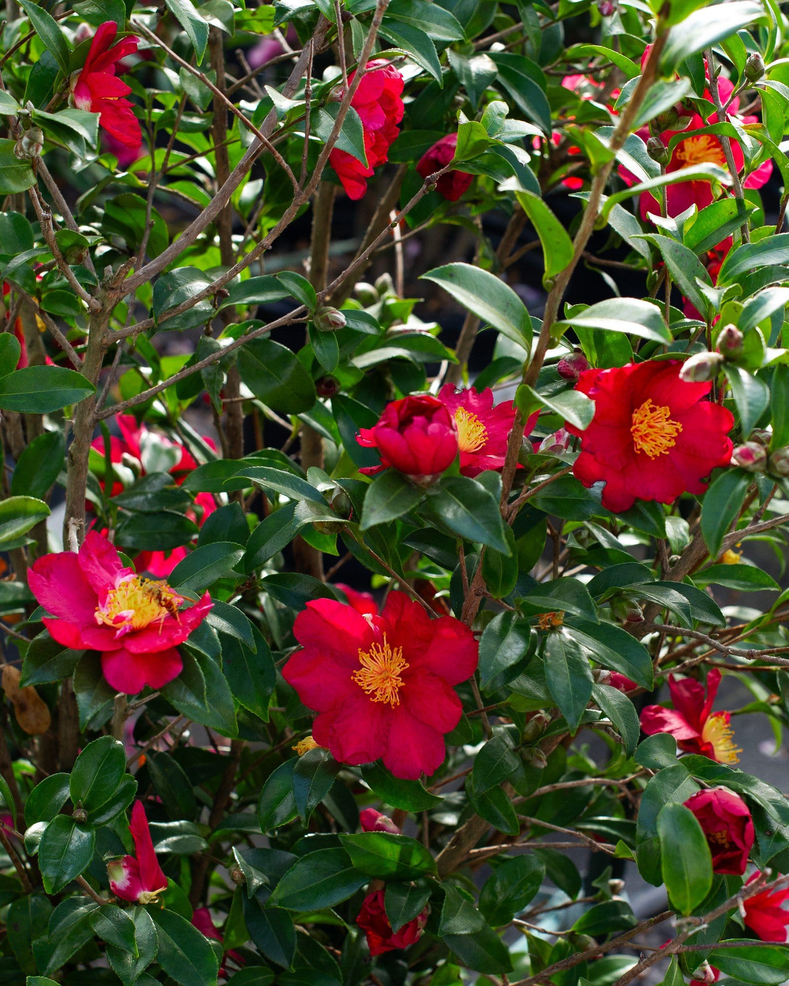 Yuletide Candle Camellia - view 5