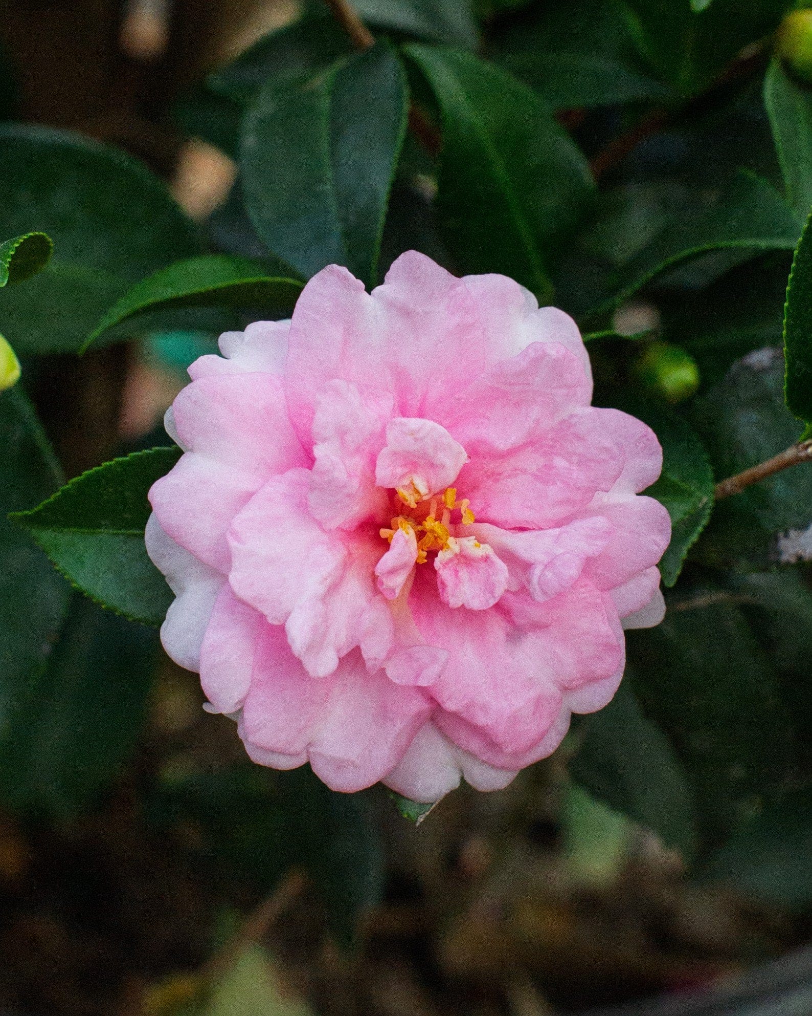 Dream Weaver Camellia - view 3