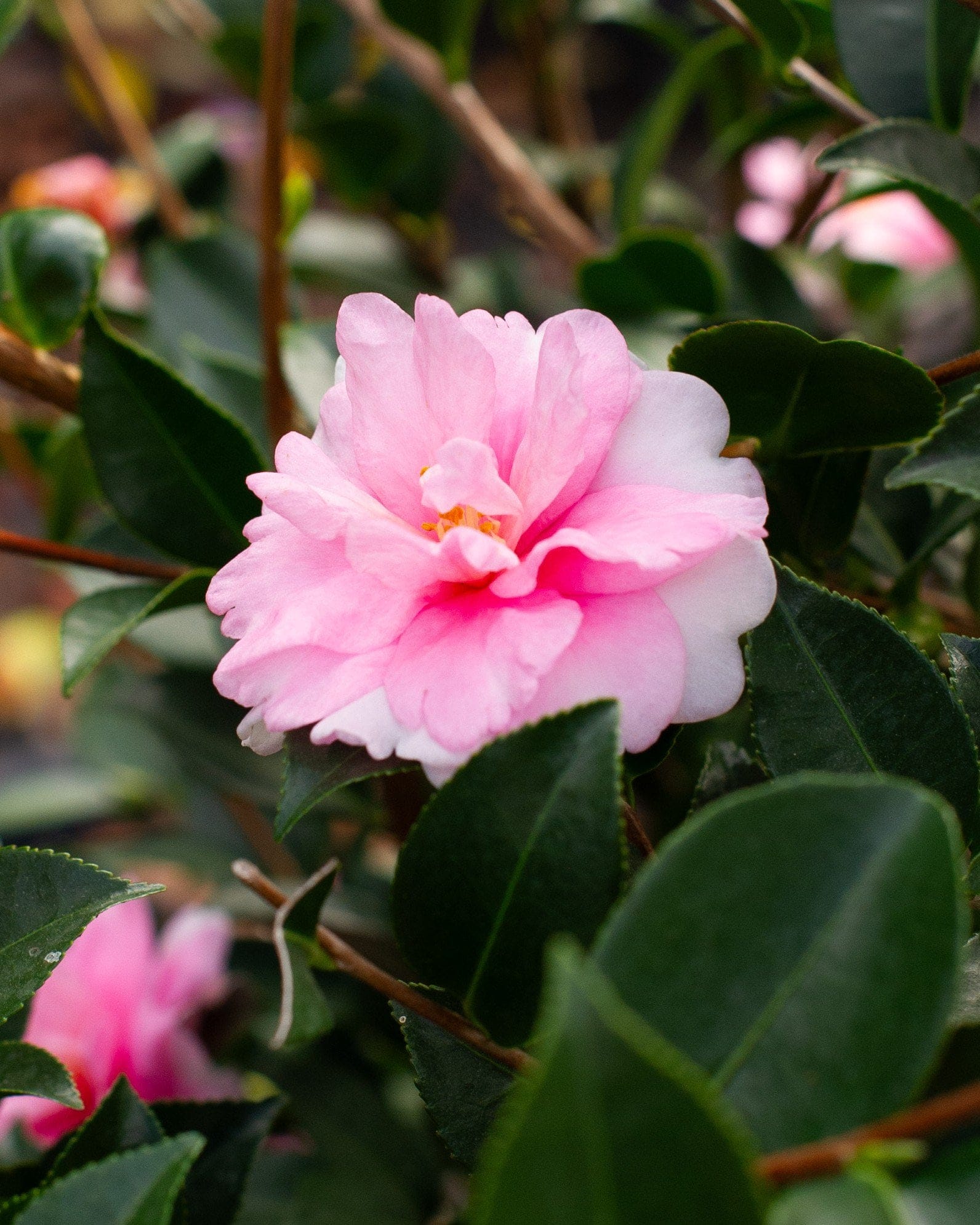 Dream Weaver Camellia - view 5