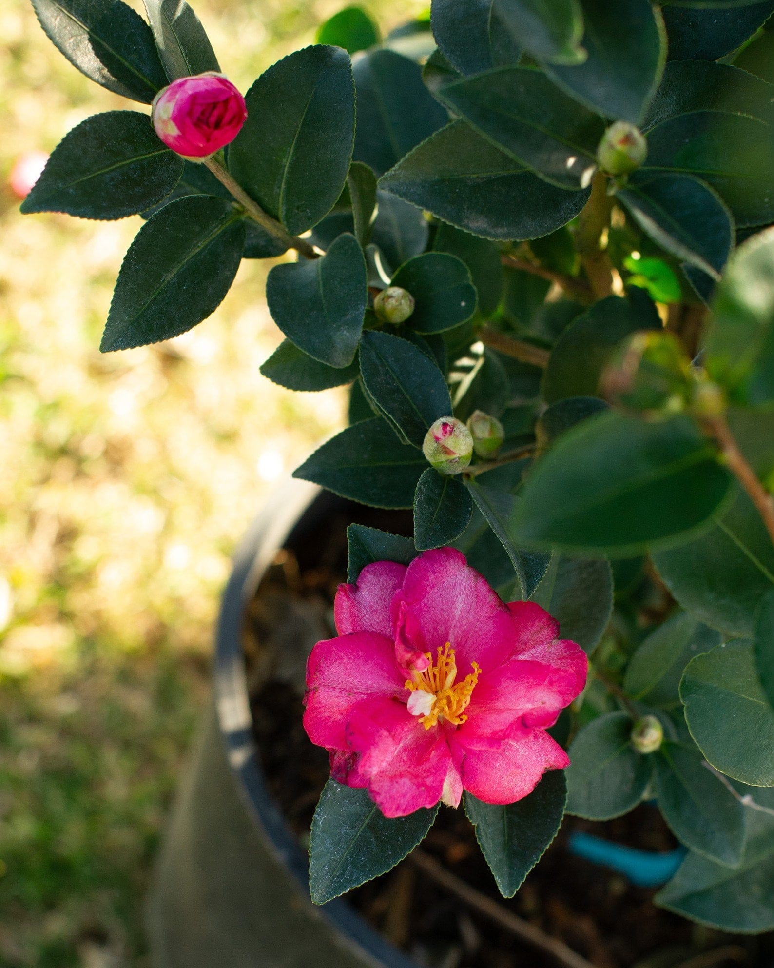 Kanjiro Camellia - view 2