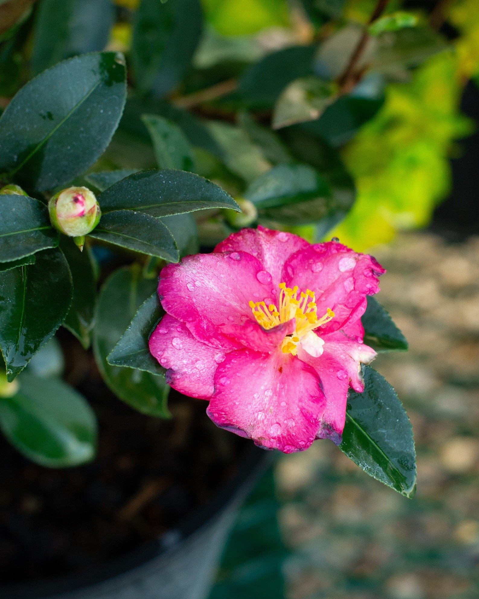 Kanjiro Camellia - view 3