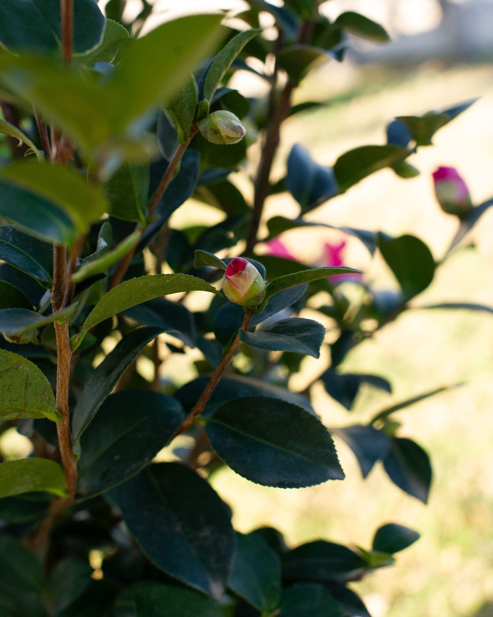 Kanjiro Camellia - view 4