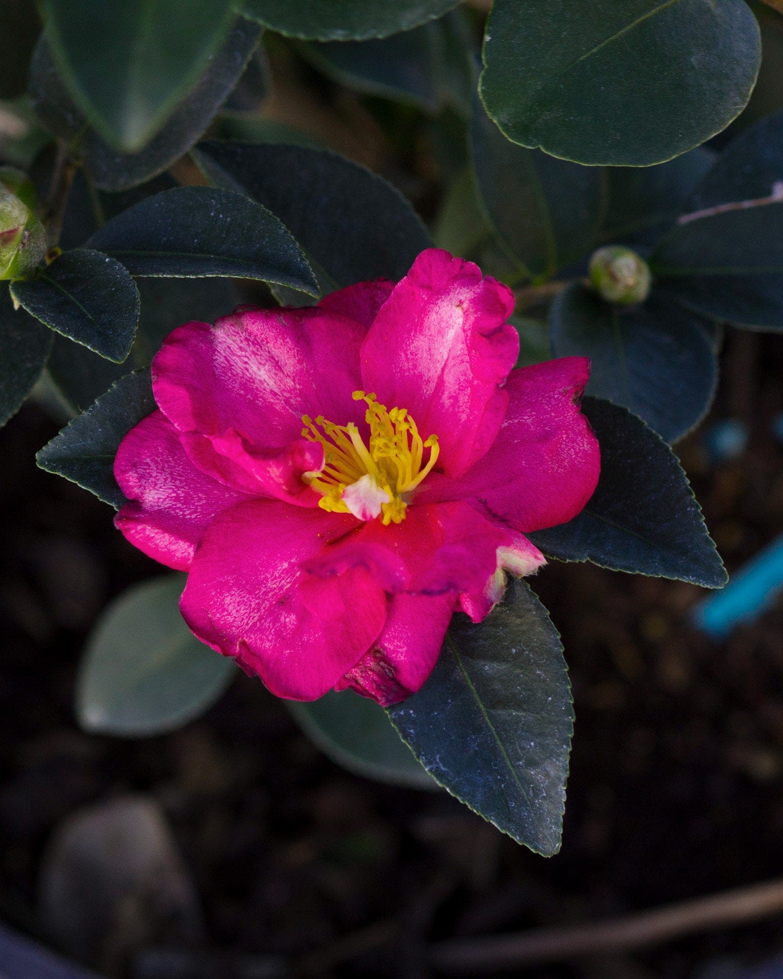 Kanjiro Camellia - view 5