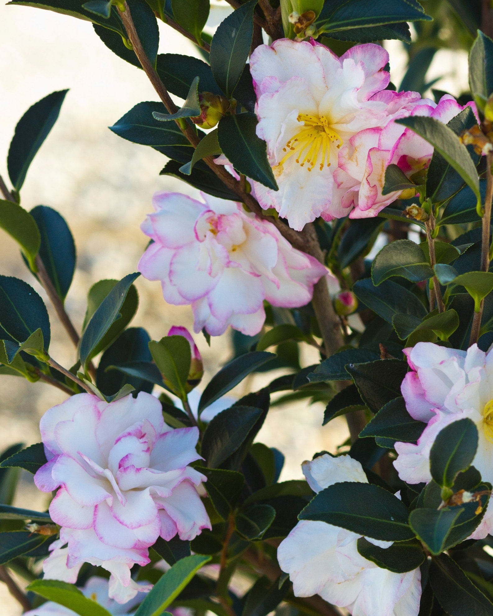 Moonshadow Camellia - view 2