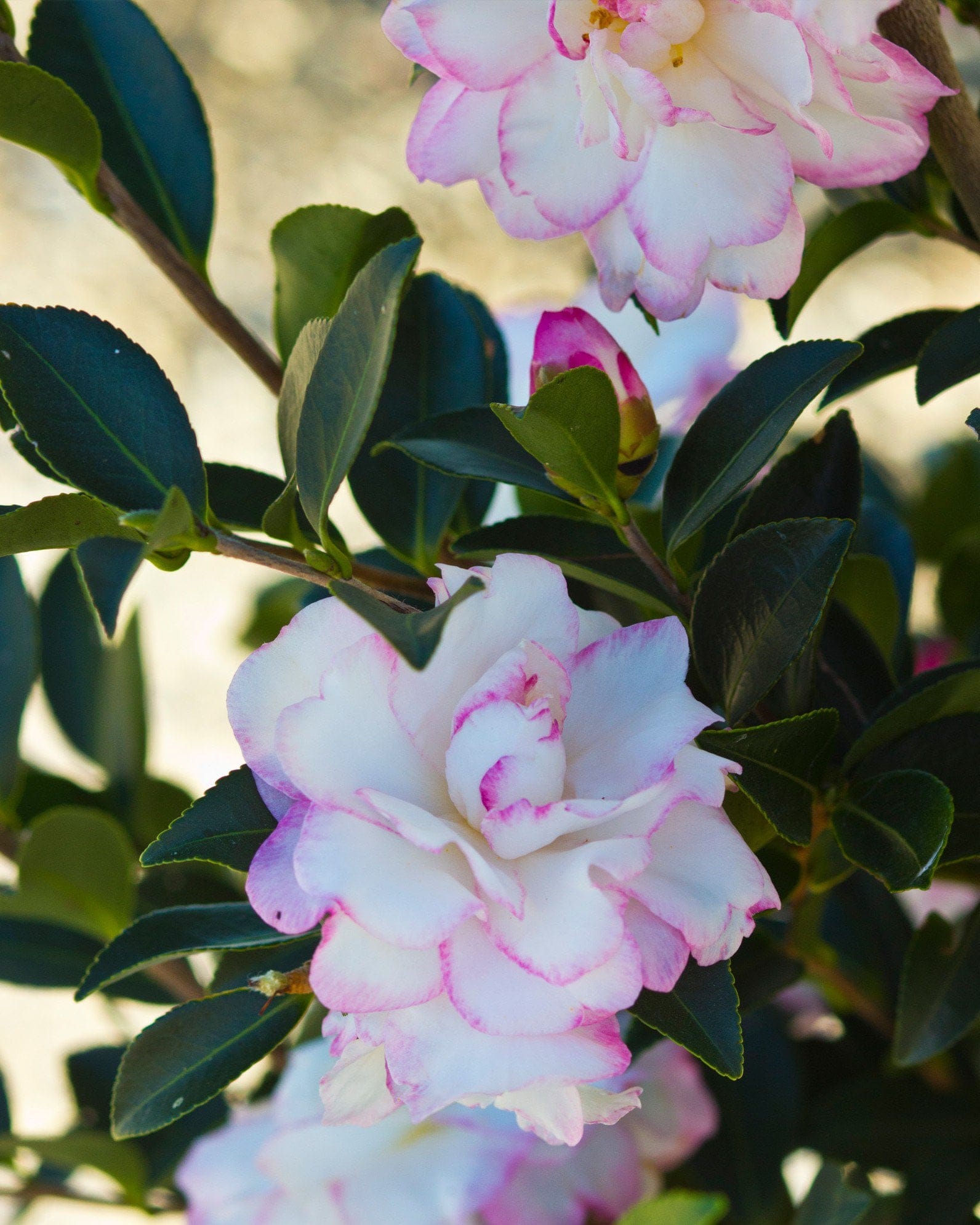 Moonshadow Camellia - view 3