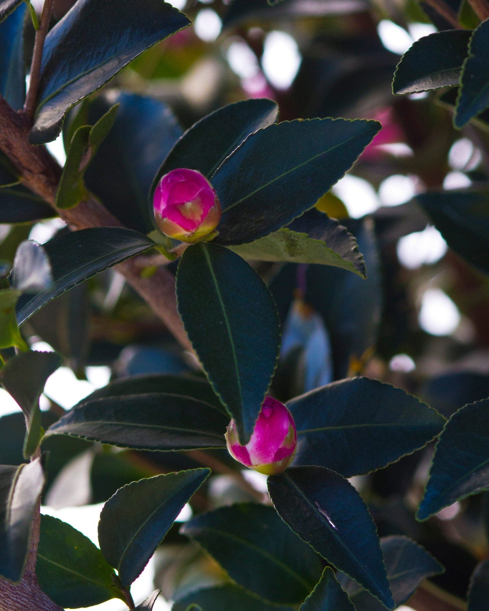 Moonshadow Camellia - view 4