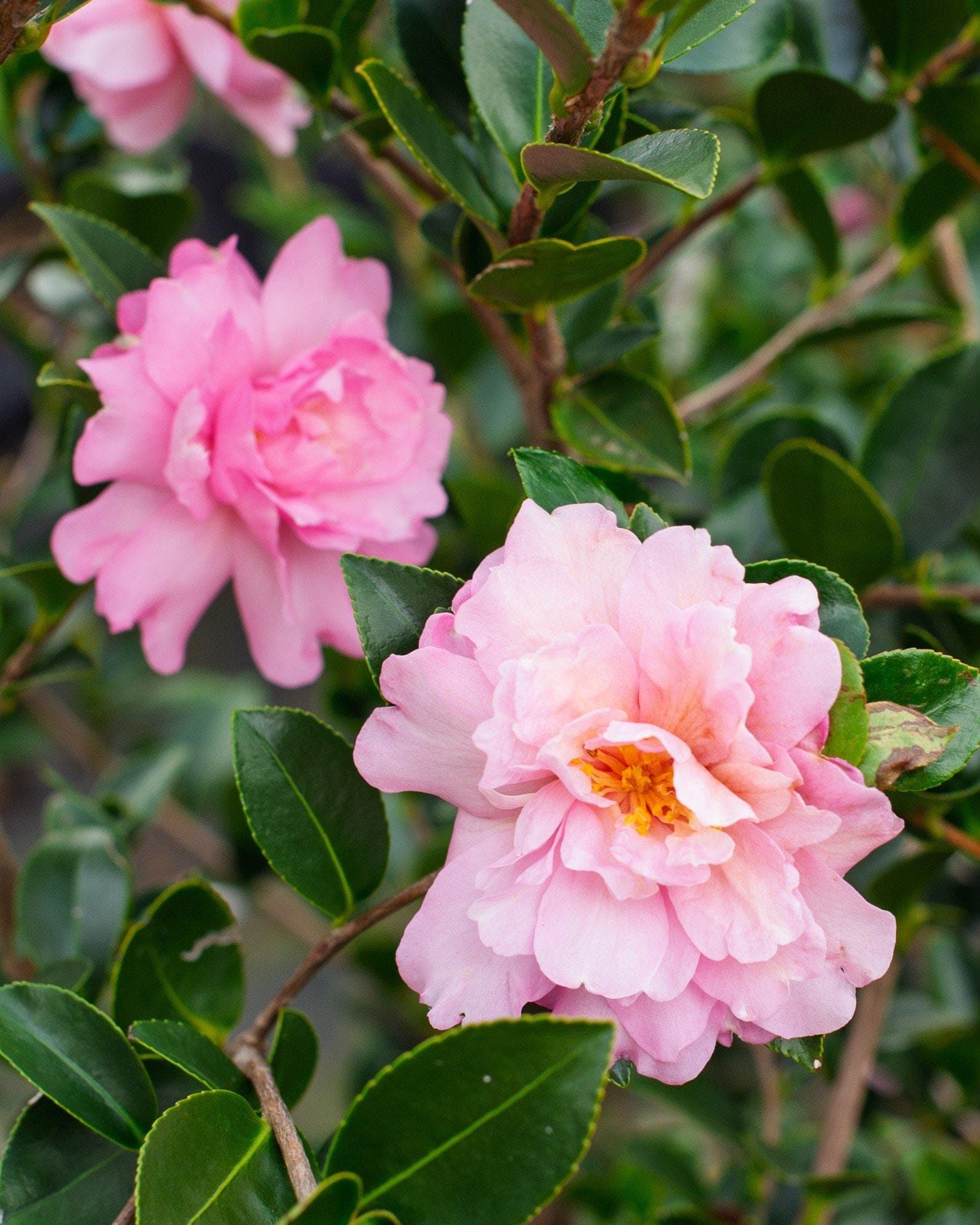 Pink Snow Camellia - view 2
