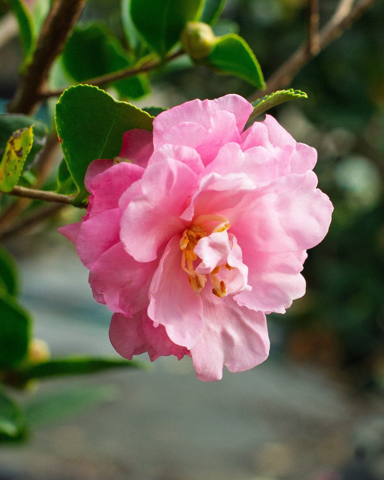 Pink Snow Camellia - view 3