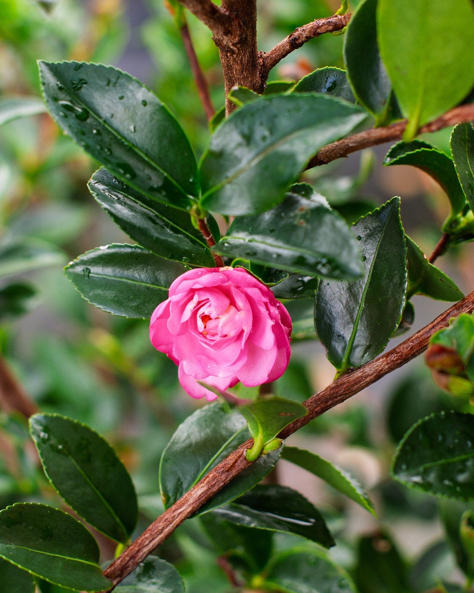 Pink Snow Camellia - view 4