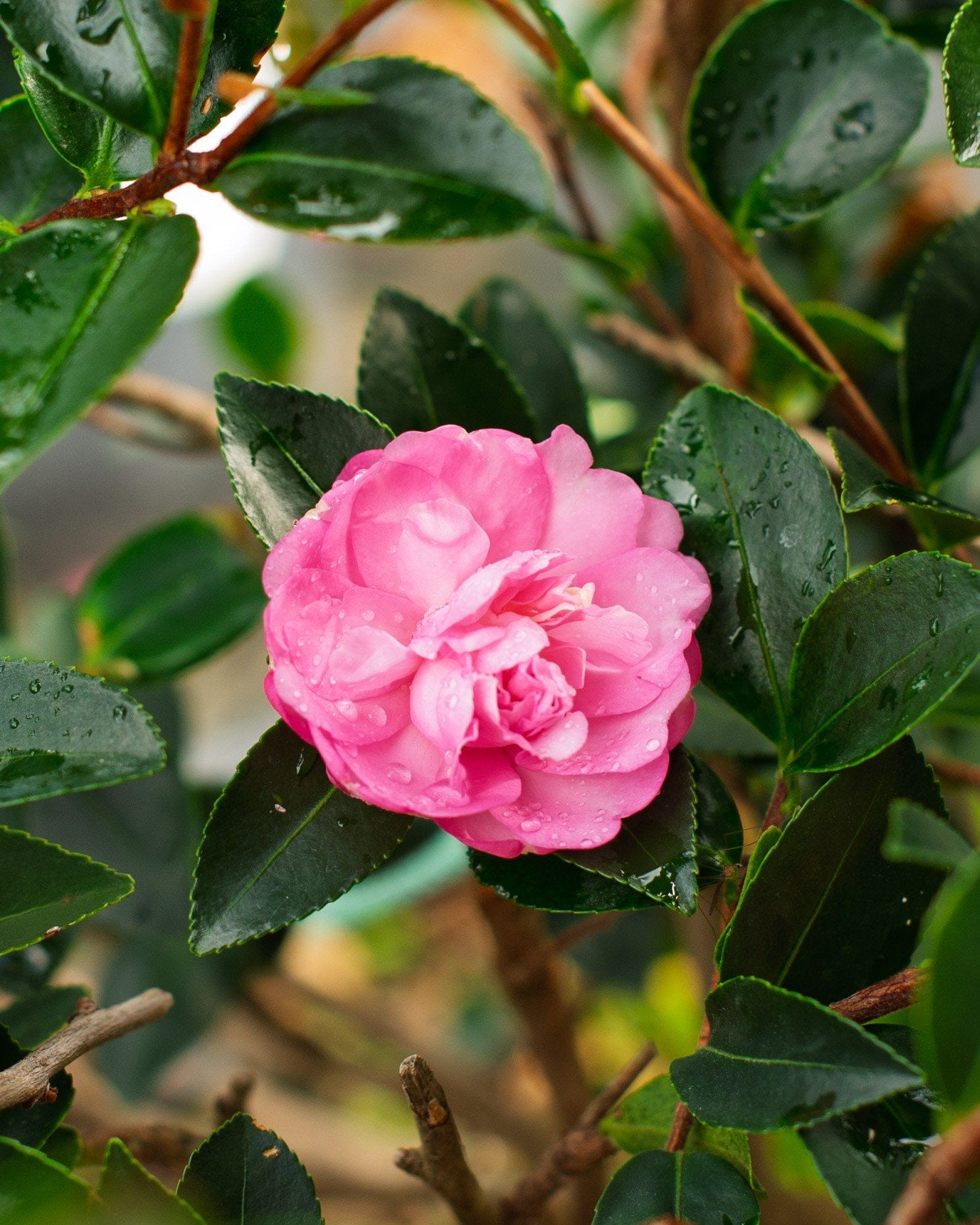 Pink Snow Camellia - view 5