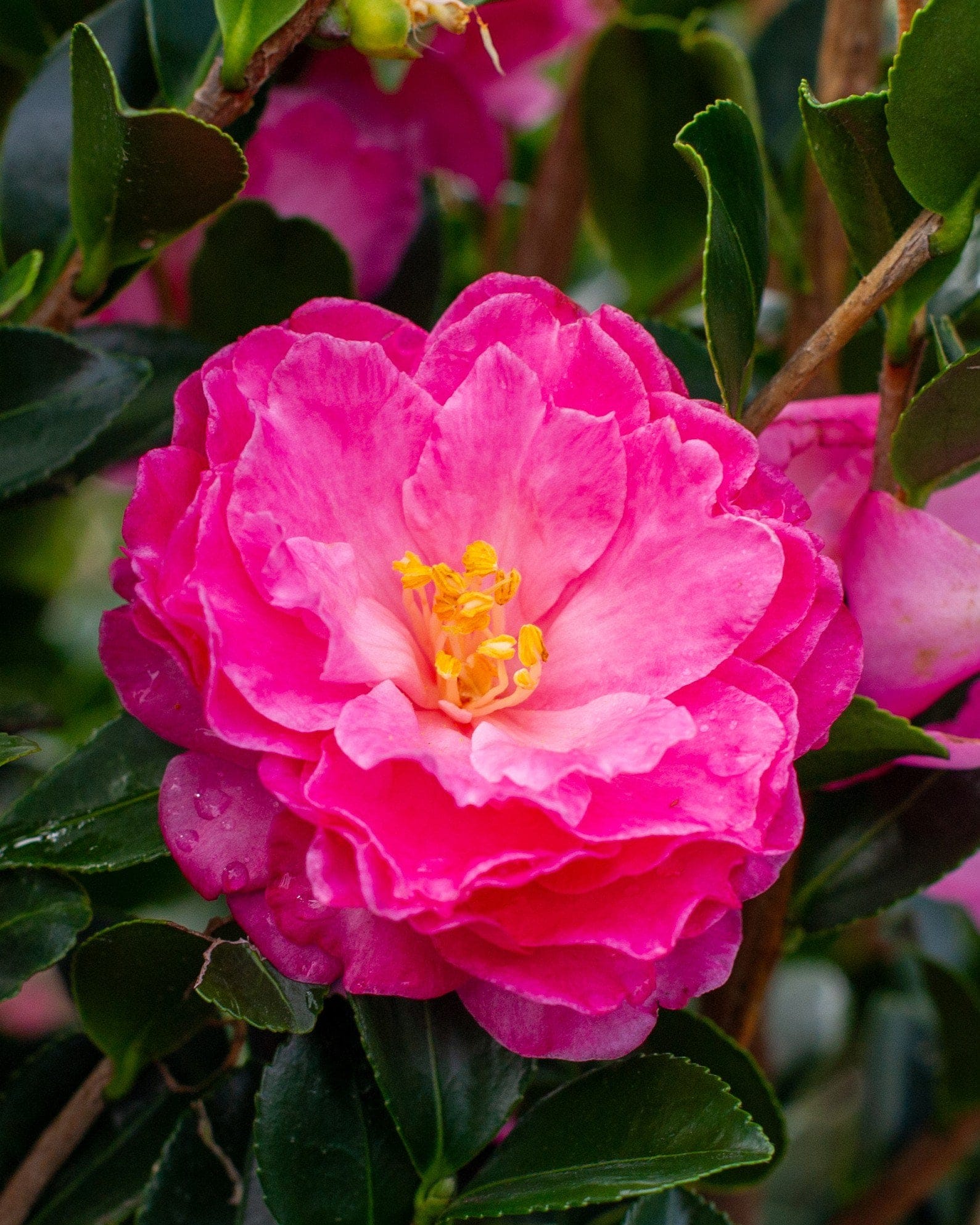 Rose of Autumn Camellia