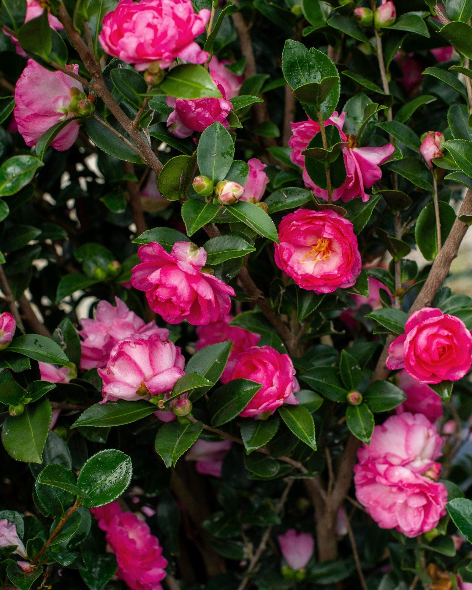 Rose of Autumn Camellia - view 2