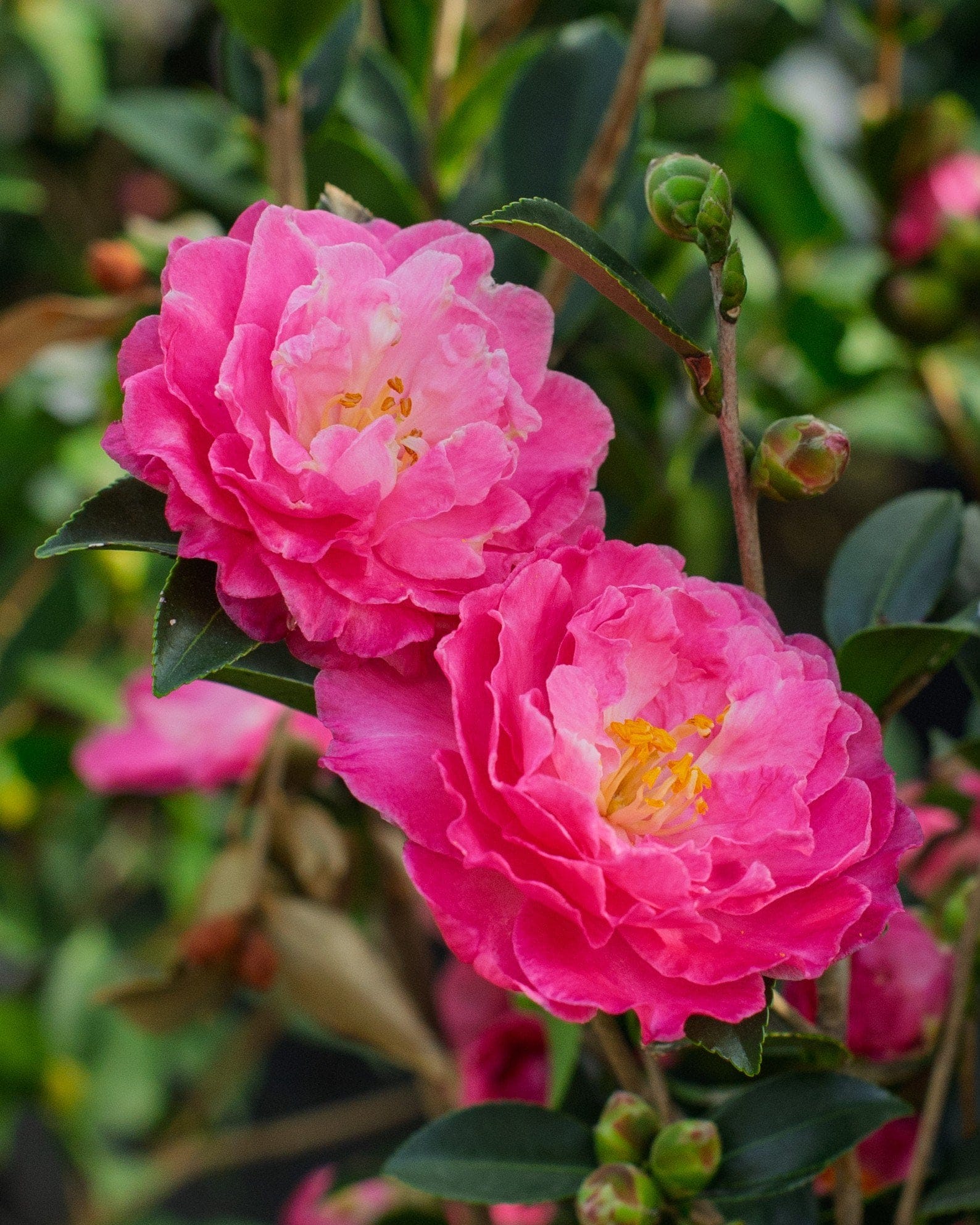 Rose of Autumn Camellia - view 4