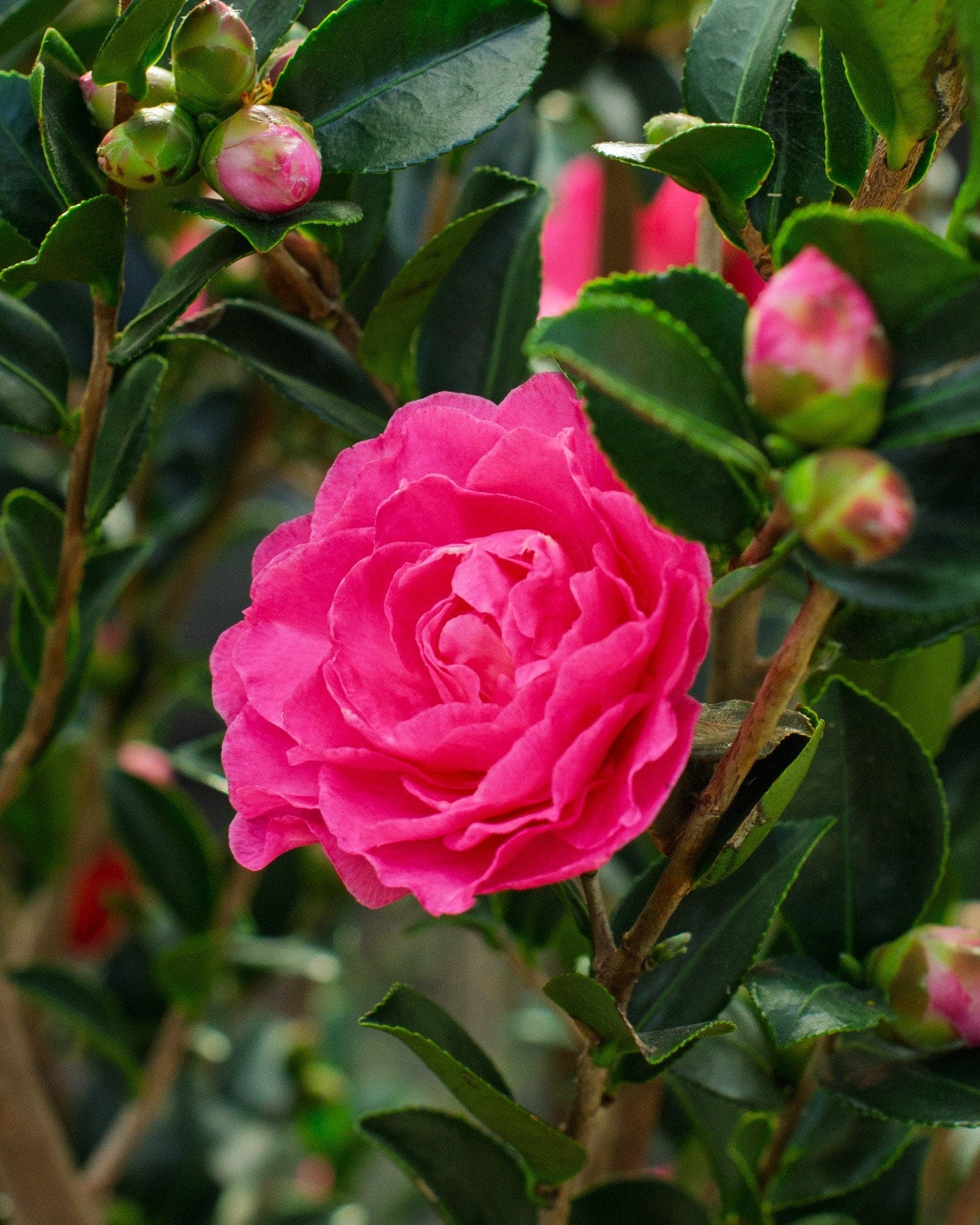 Rose of Autumn Camellia - view 5