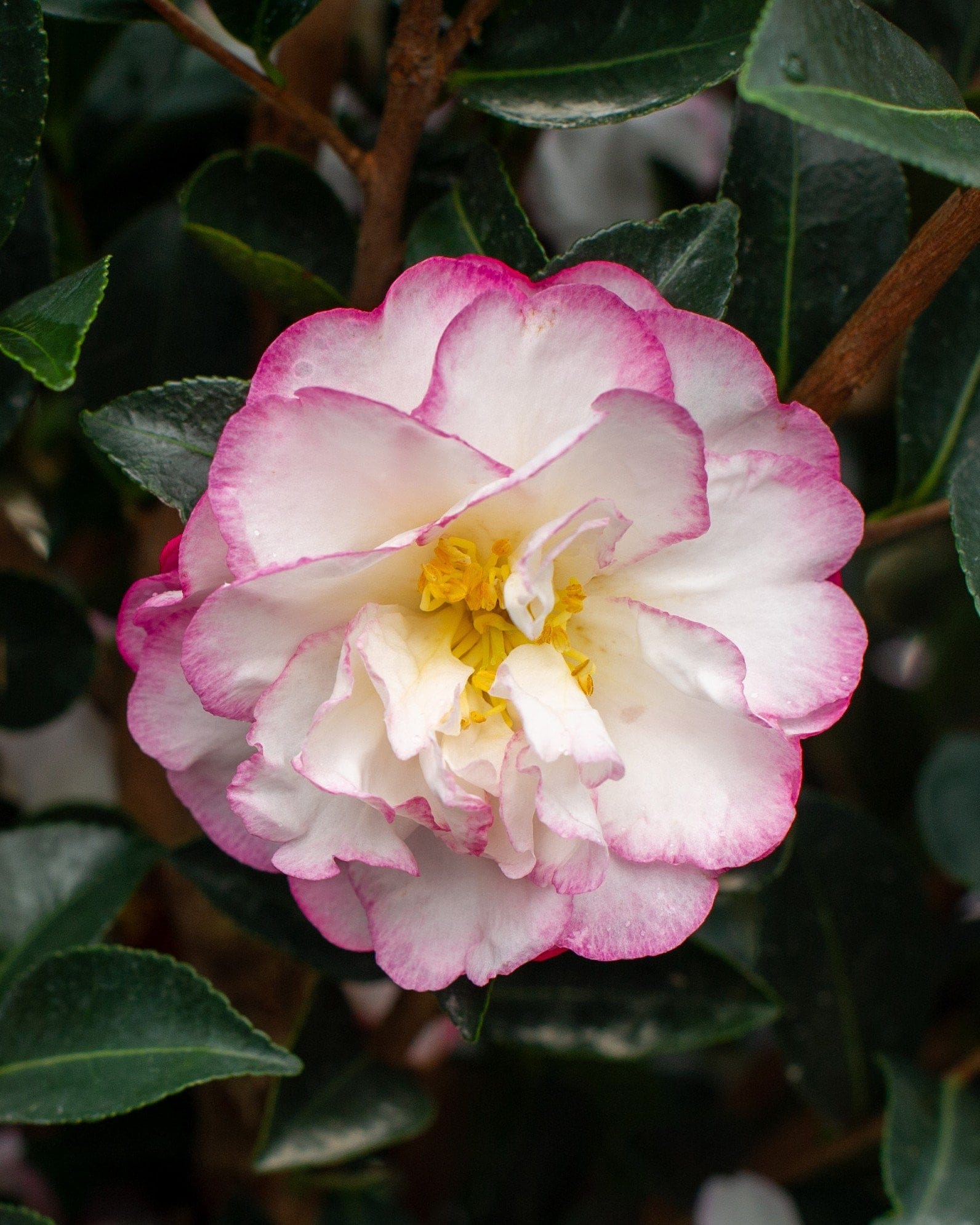 Moonshadow Camellia